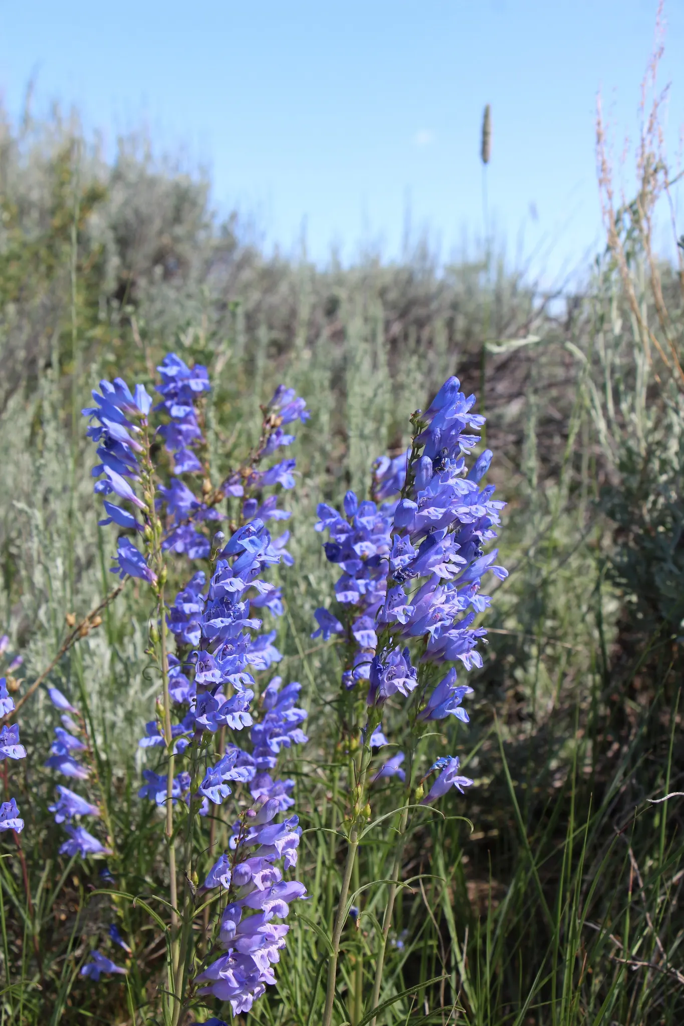 Broadleaf Beardtongue (Penstemon Strictus) — it showcases vibrant blue to violet tubular blooms atop erect stems in late spring to early summer