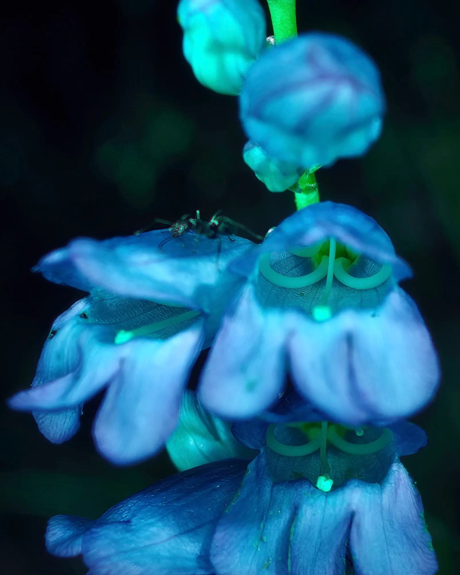 Broadleaf Beardtongue (Penstemon Strictus) — which grace the garden from late spring to early summer