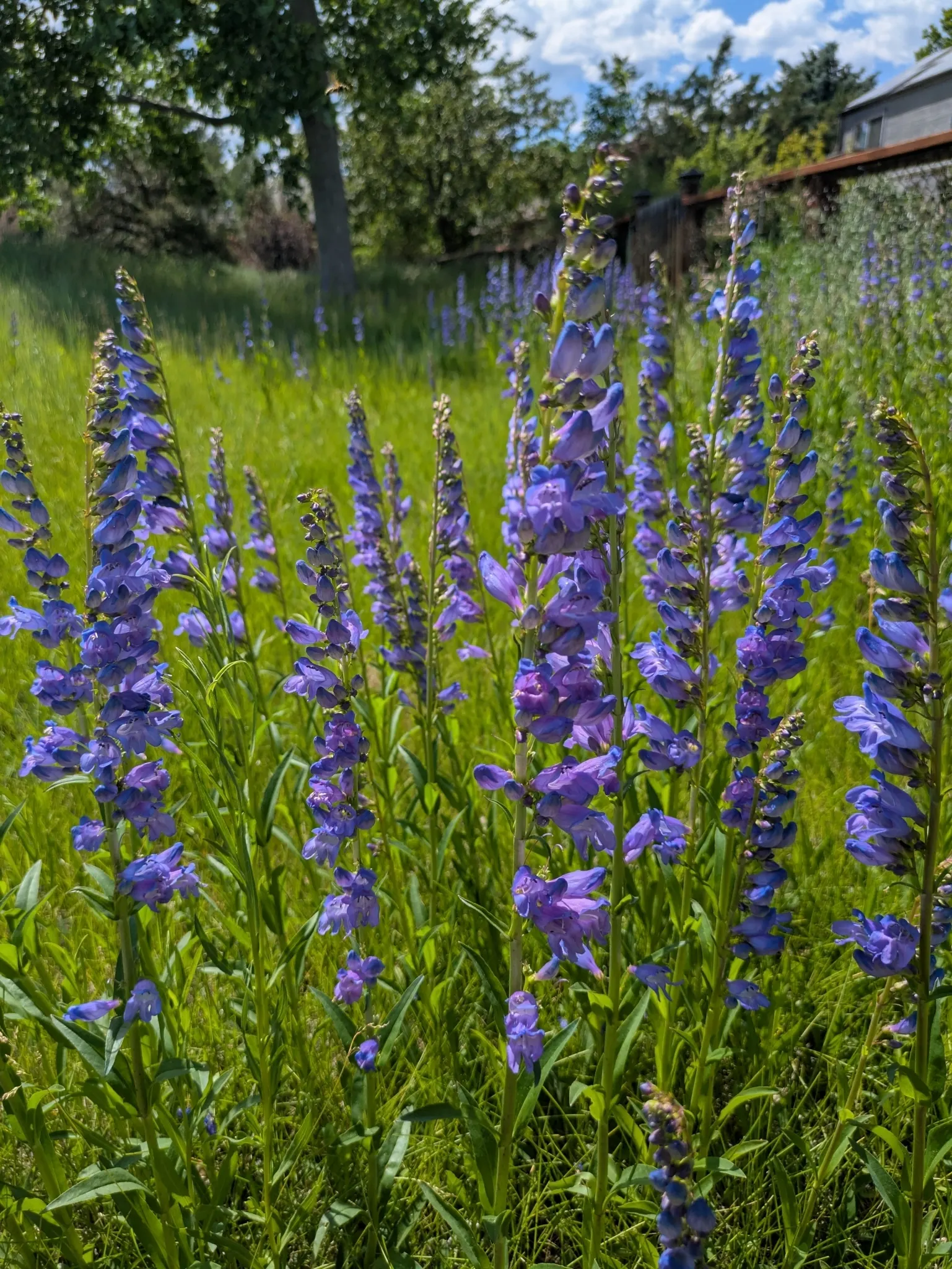 Broadleaf Beardtongue (Penstemon Strictus) — providing a delightful natural pollinator attraction.<br><br>For best growth