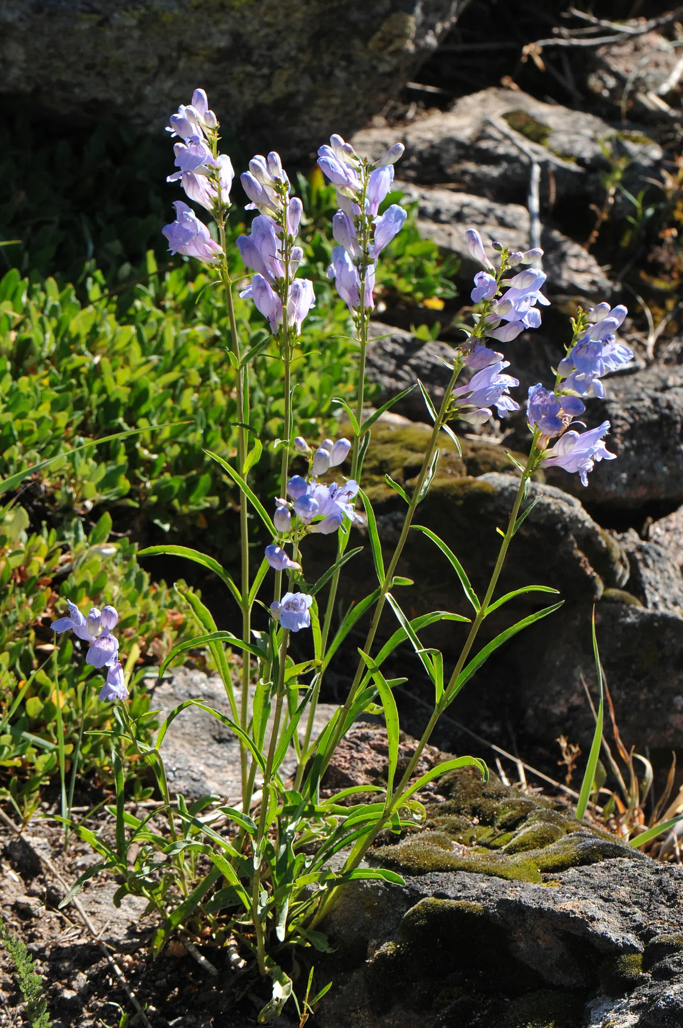 Broadleaf Beardtongue (Penstemon Strictus) — the Pineleaf Beardtongue features a clumping growth habit that forms upright stems
