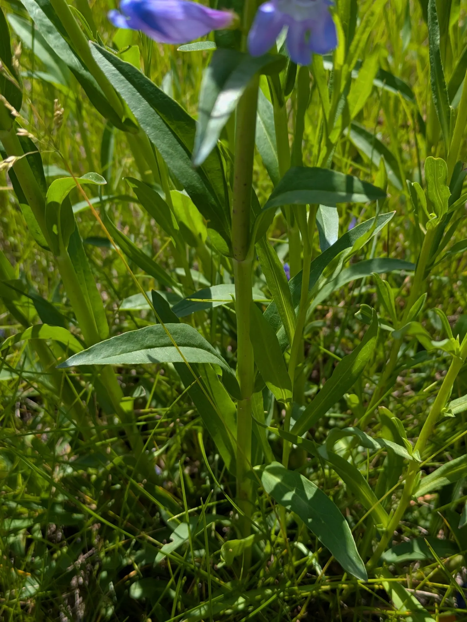 Broadleaf Beardtongue (Penstemon Strictus) — is a vibrant perennial that serves as a striking addition to any landscape design