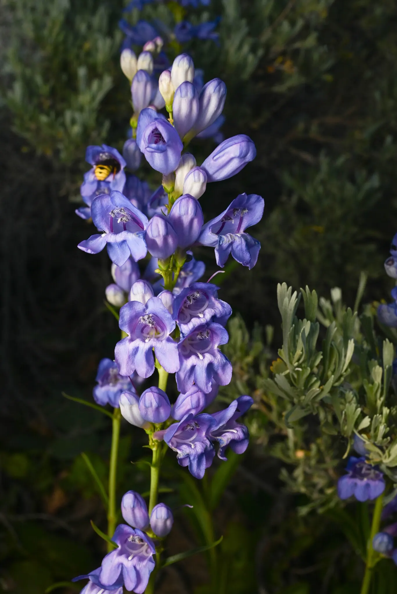 Broadleaf Beardtongue (Penstemon Strictus) — This drought-tolerant species prefers full sun to part shade and well-drained soils