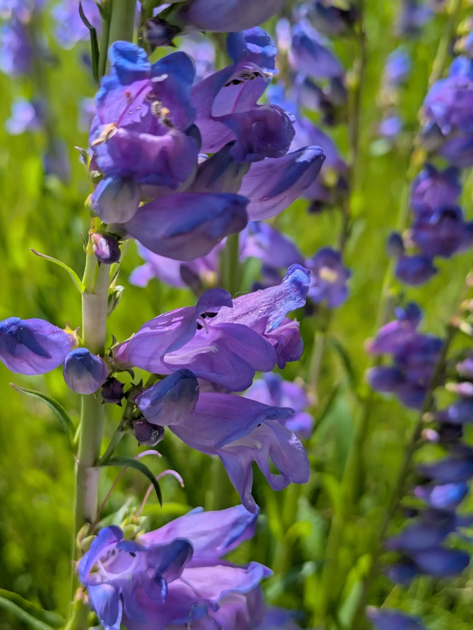 Broadleaf Beardtongue (Penstemon Strictus) — Plant 15-18 inches apart for a dense display