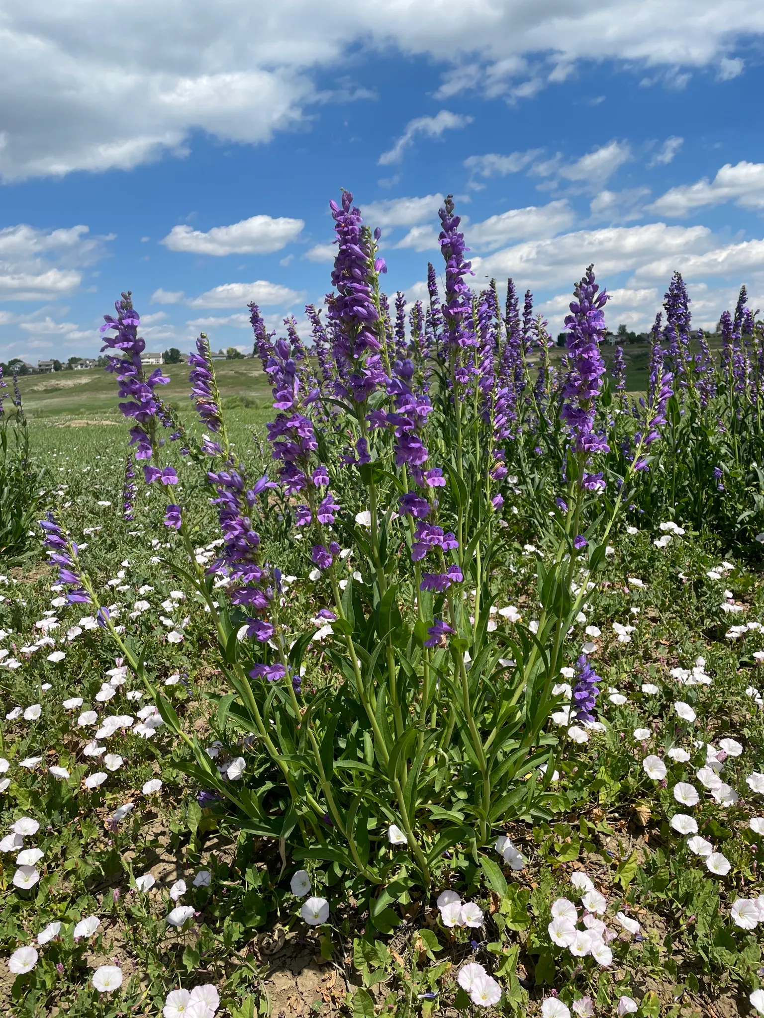 Broadleaf Beardtongue (Penstemon Strictus) — makes it an excellent choice for xeriscaping or native plant gardens
