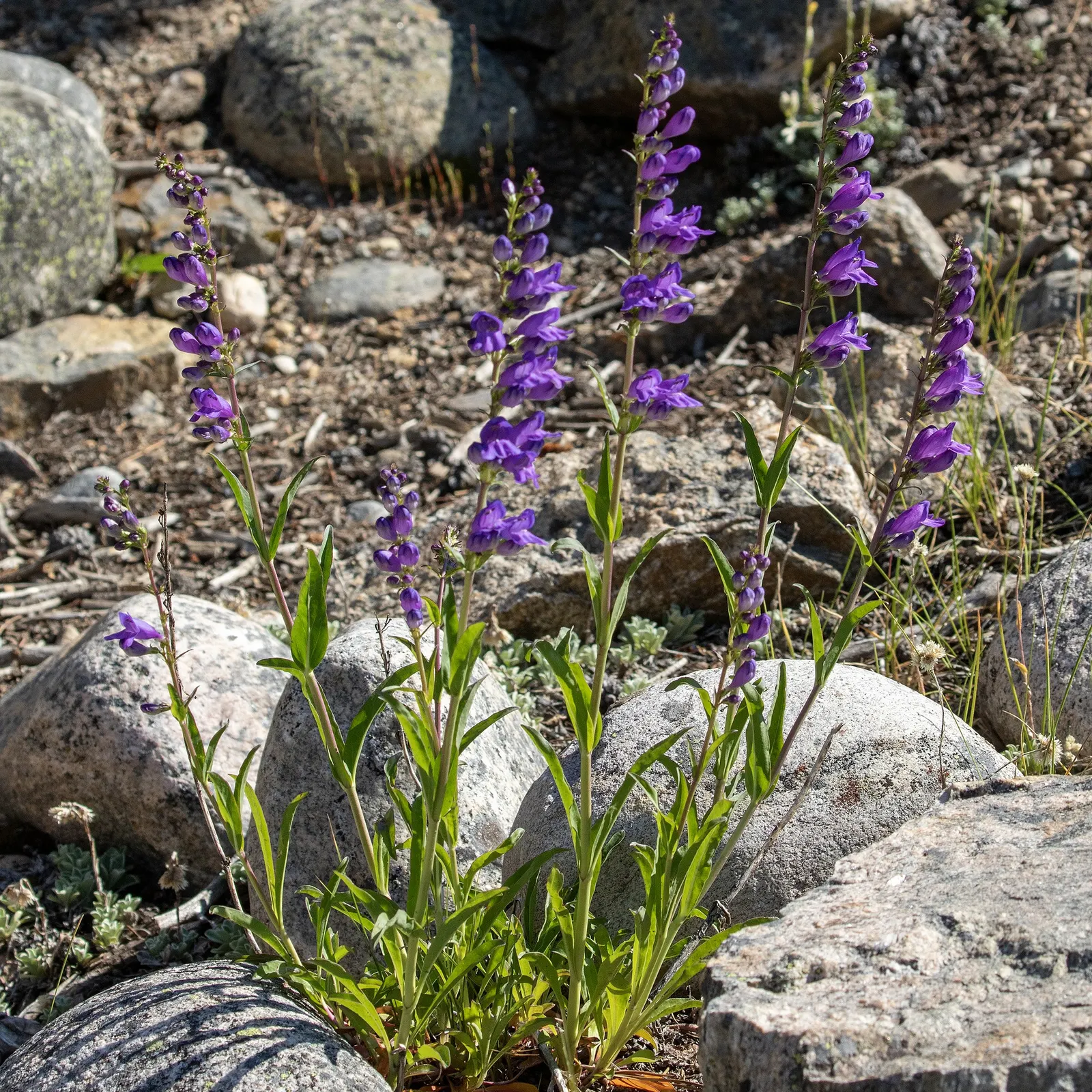 Broadleaf Beardtongue (Penstemon Strictus) — Growing 18-24 inches tall