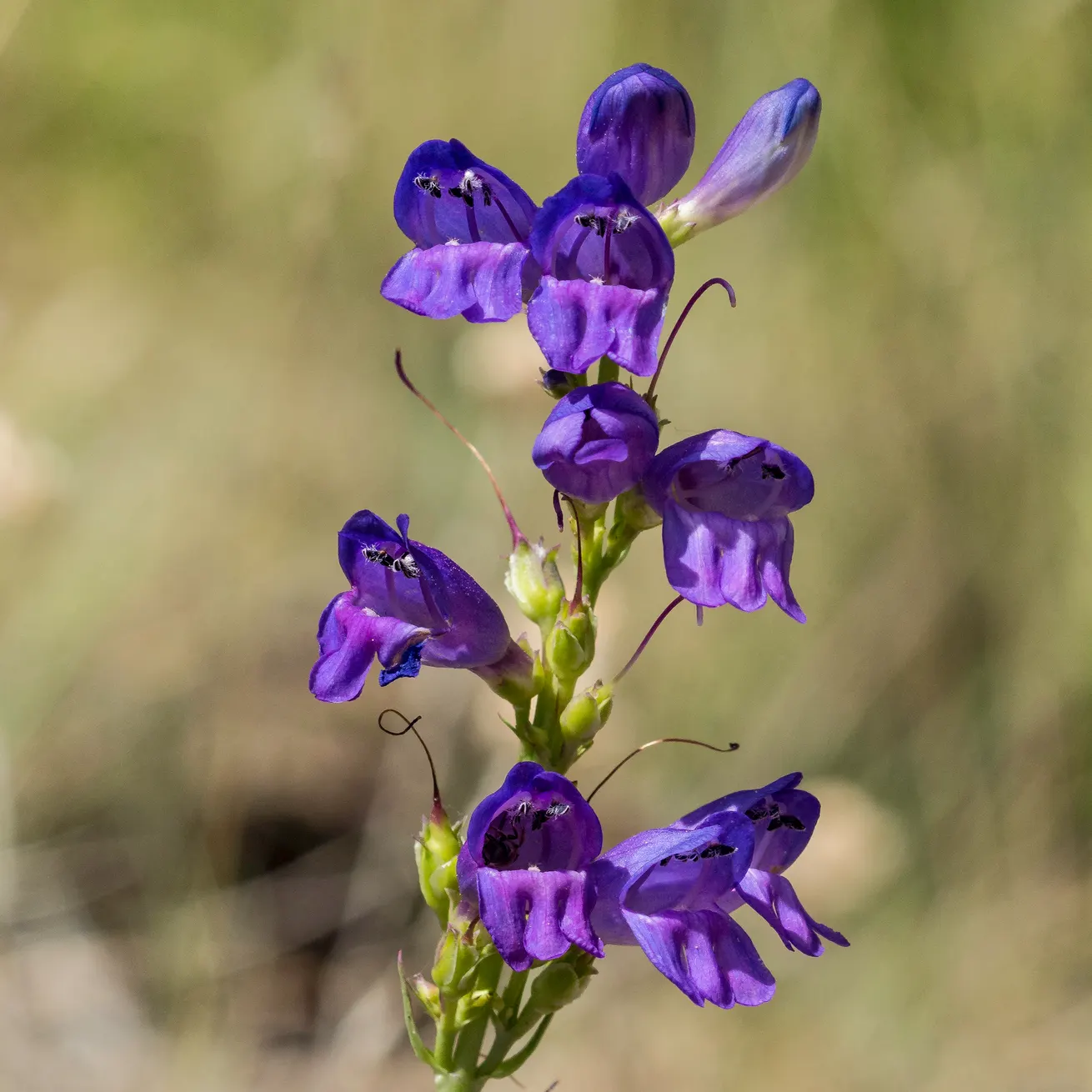 Broadleaf Beardtongue (Penstemon Strictus) — The plant's tolerance for rocky and loamy soils
