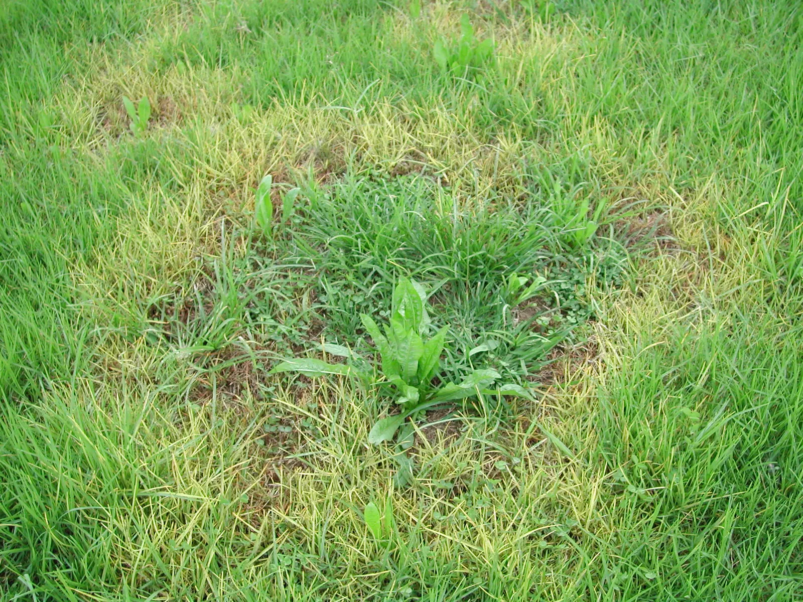 Kikuyu Grass (Cenchrus clandestinus) — This species is cold-sensitive and thrives best in hardiness zones 10 through 11