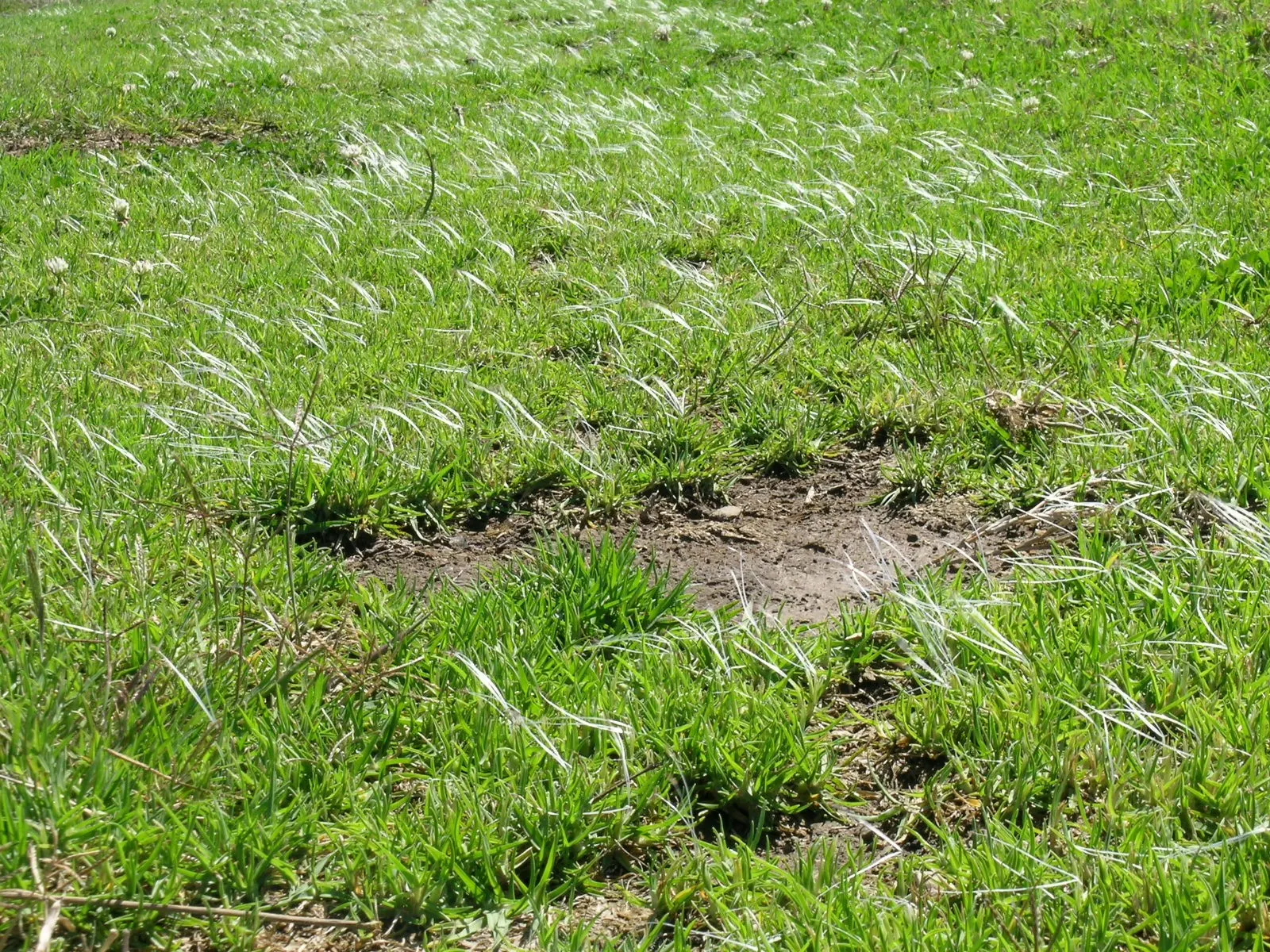Kikuyu Grass (Cenchrus clandestinus) — Foliage reaches 4-6 inches, requiring frequent mowing in warm seasons to maintain tidiness