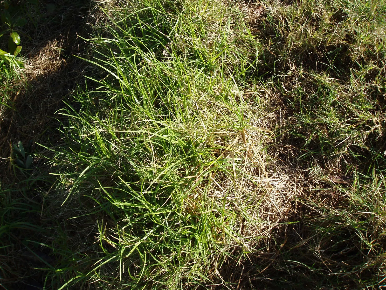 Kikuyu Grass (Cenchrus clandestinus) — Kikuyu grass (Pennisetum clandestinum) is a hardy