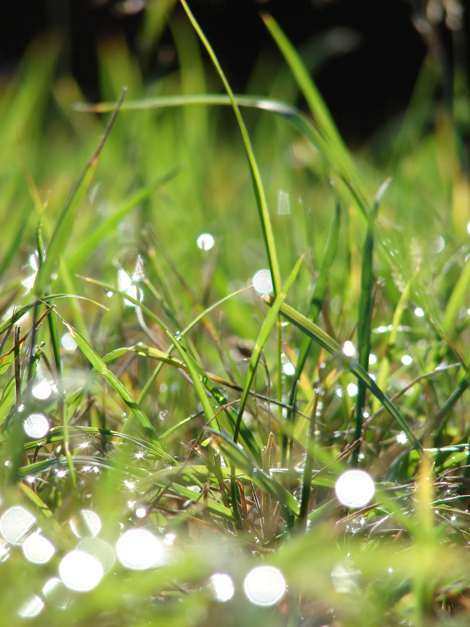 Kikuyu Grass (Cenchrus clandestinus) — This aggressive spreader demands monitoring to prevent invasiveness