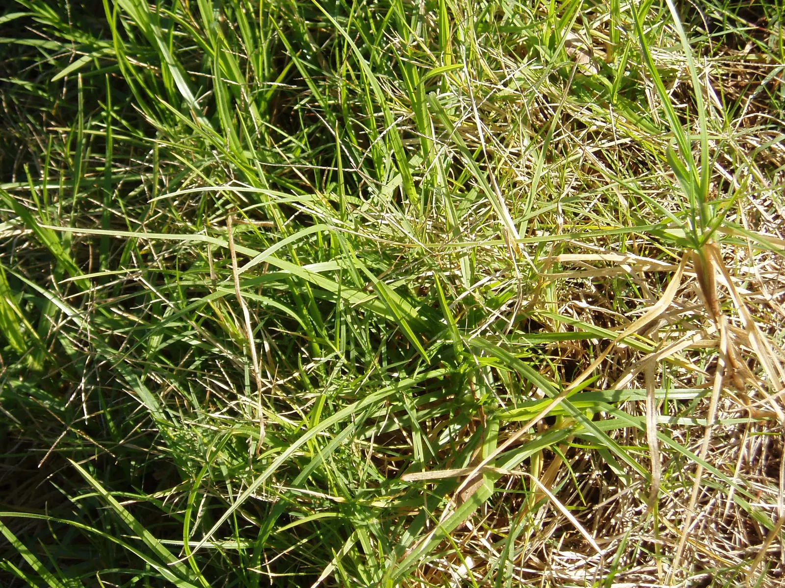 Kikuyu Grass (Cenchrus clandestinus) — Ideal in USDA zones 9-11 and adapts to various soil types, provided good drainage