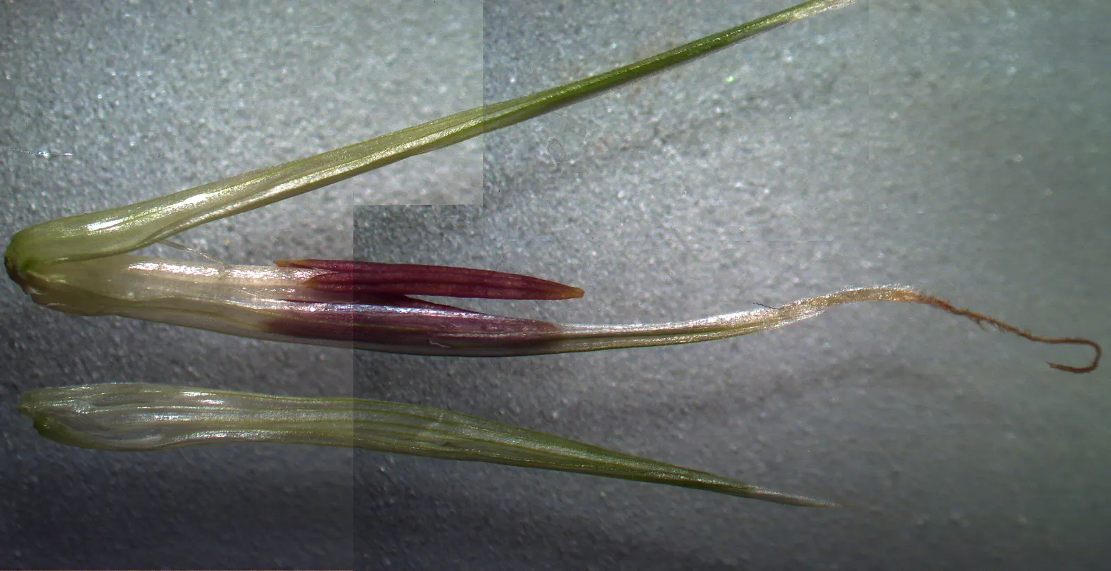 Kikuyu Grass (Cenchrus clandestinus) — thriving in full sun to partial shade