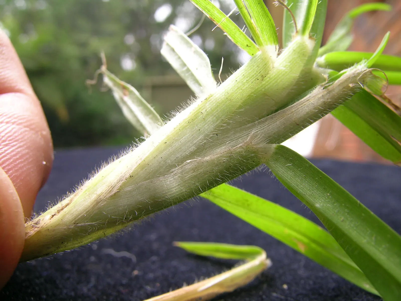 Kikuyu Grass (Cenchrus clandestinus) — or Pennisetum clandestinum