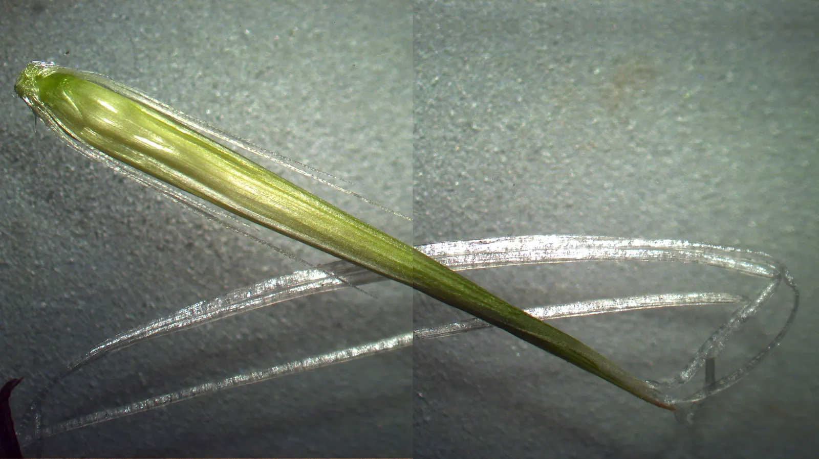 Kikuyu Grass (Cenchrus clandestinus) — originates from the highland regions of East Africa and is a vigorous