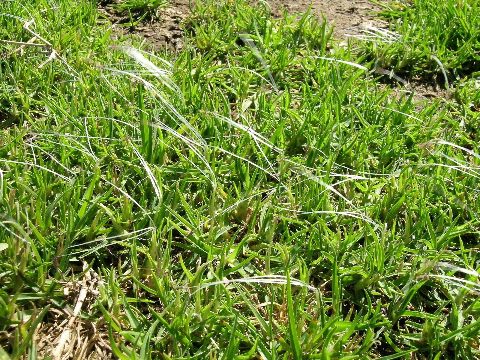 Kikuyu Grass (Cenchrus clandestinus) — Kikuyu's verdant green blades grow densely