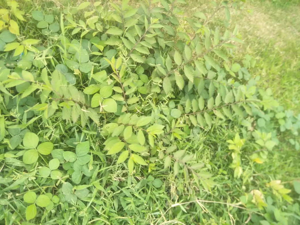 Kikuyu Grass (Cenchrus clandestinus) — creating a thick mat that can reach heights of 4 to 6 inches if left untrimmed.<br><br>In landscape design