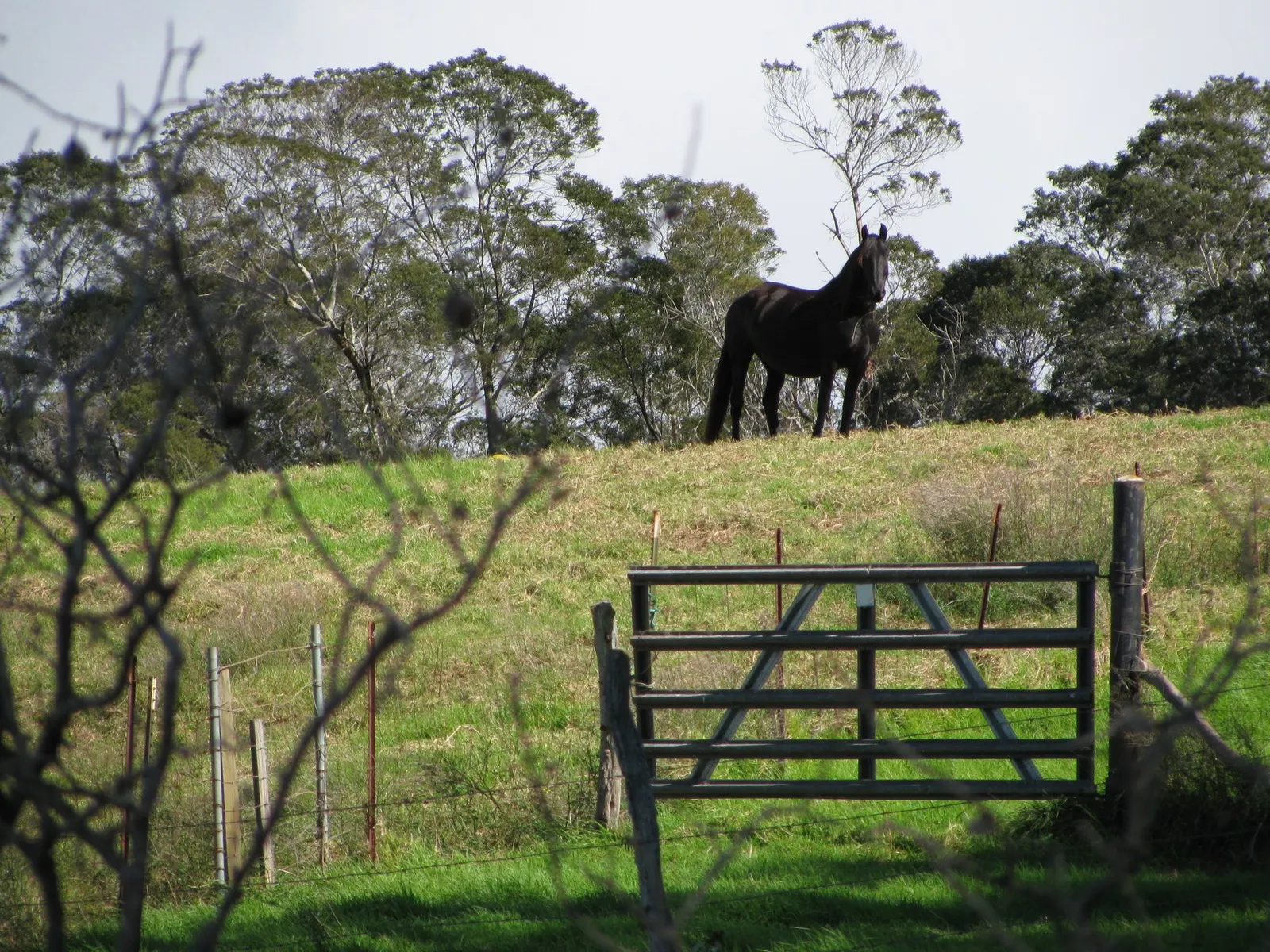 Kikuyu Grass (Cenchrus clandestinus) — originates from the highland regions of East Africa and is a vigorous; thriving in full sun to partial shade