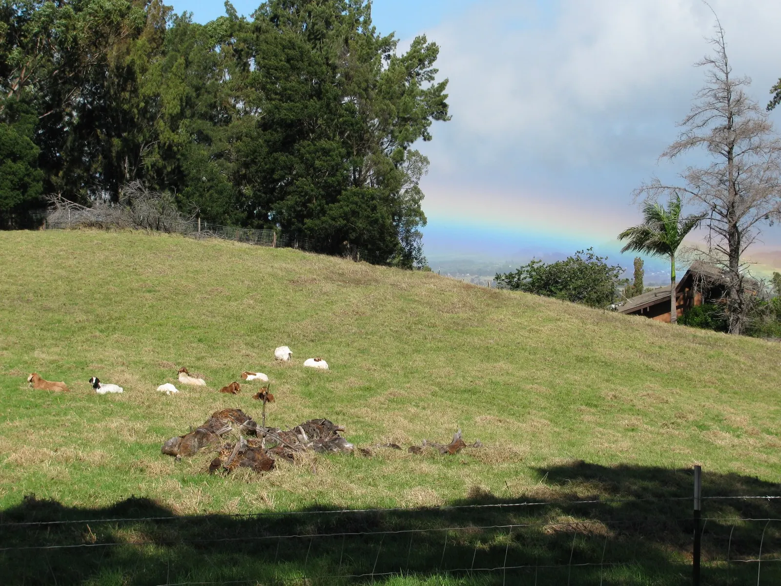 Kikuyu Grass (Cenchrus clandestinus) — Kikuyu's verdant green blades grow densely, image 26