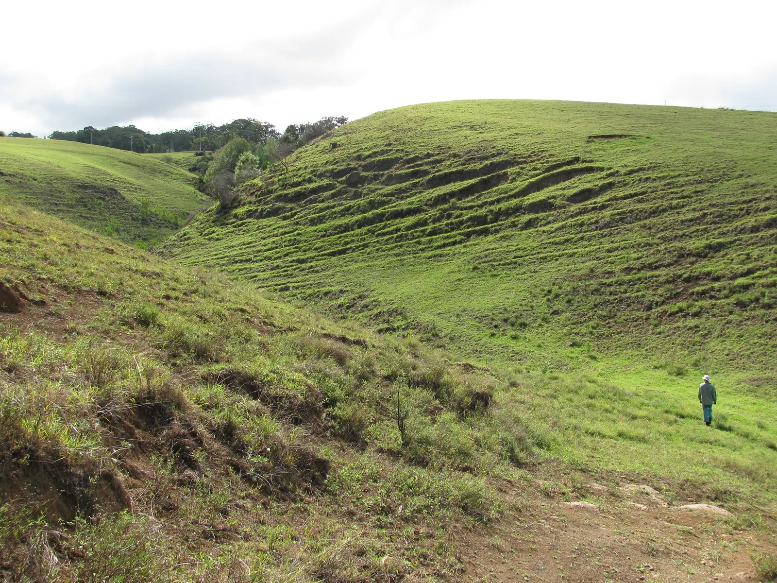 Kikuyu Grass (Cenchrus clandestinus) — This species is cold-sensitive and thrives best in hardiness zones 10 through 11; with relatively moderate irrigation