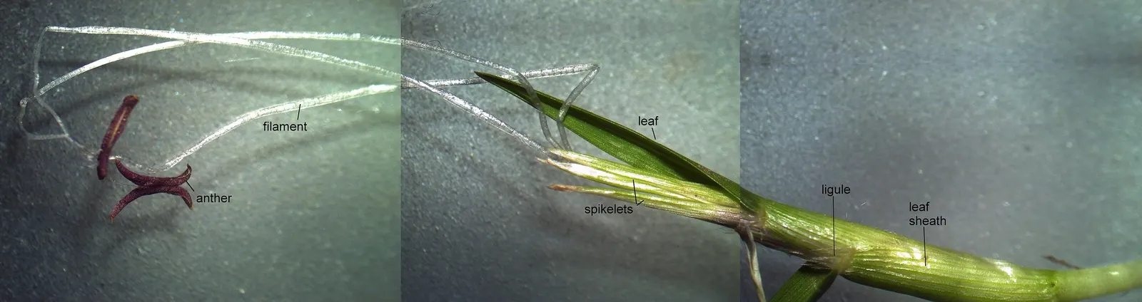 Kikuyu Grass (Cenchrus clandestinus) — grass for full or half or shade