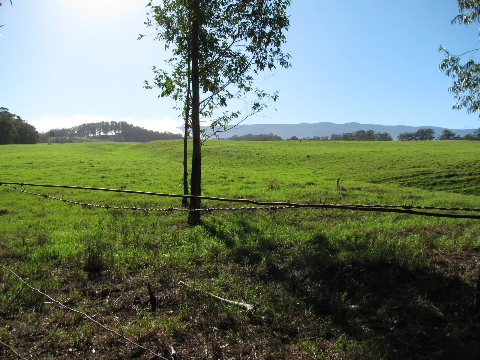 Kikuyu Grass (Cenchrus clandestinus) — Ideal in USDA zones 9-11 and adapts to various soil types, provided good drainage; this aggressive spreader demands