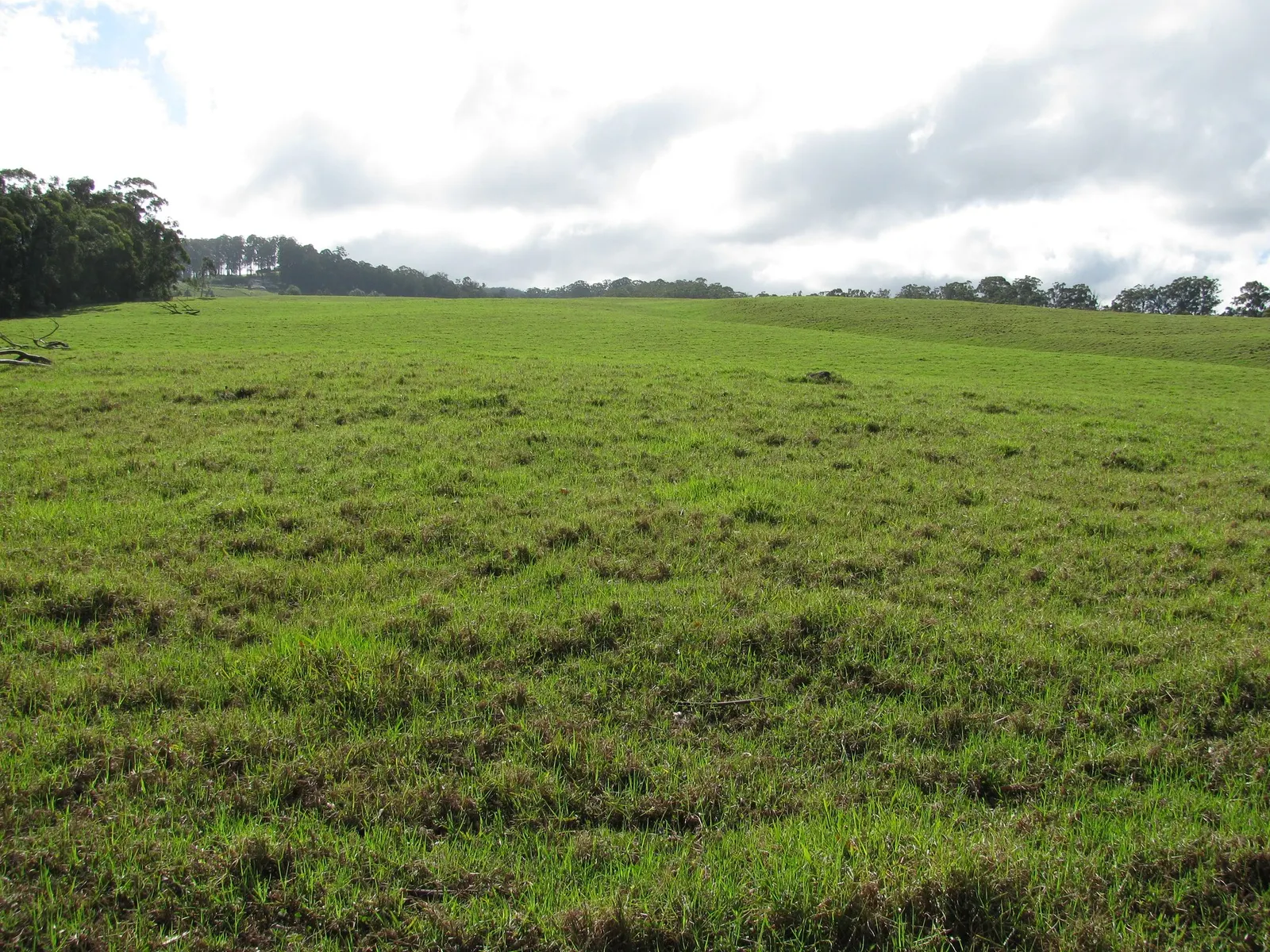 Kikuyu Grass (Cenchrus clandestinus) — With relatively moderate irrigation requirements; with a deep root system, it handles foot traffic excellently, making