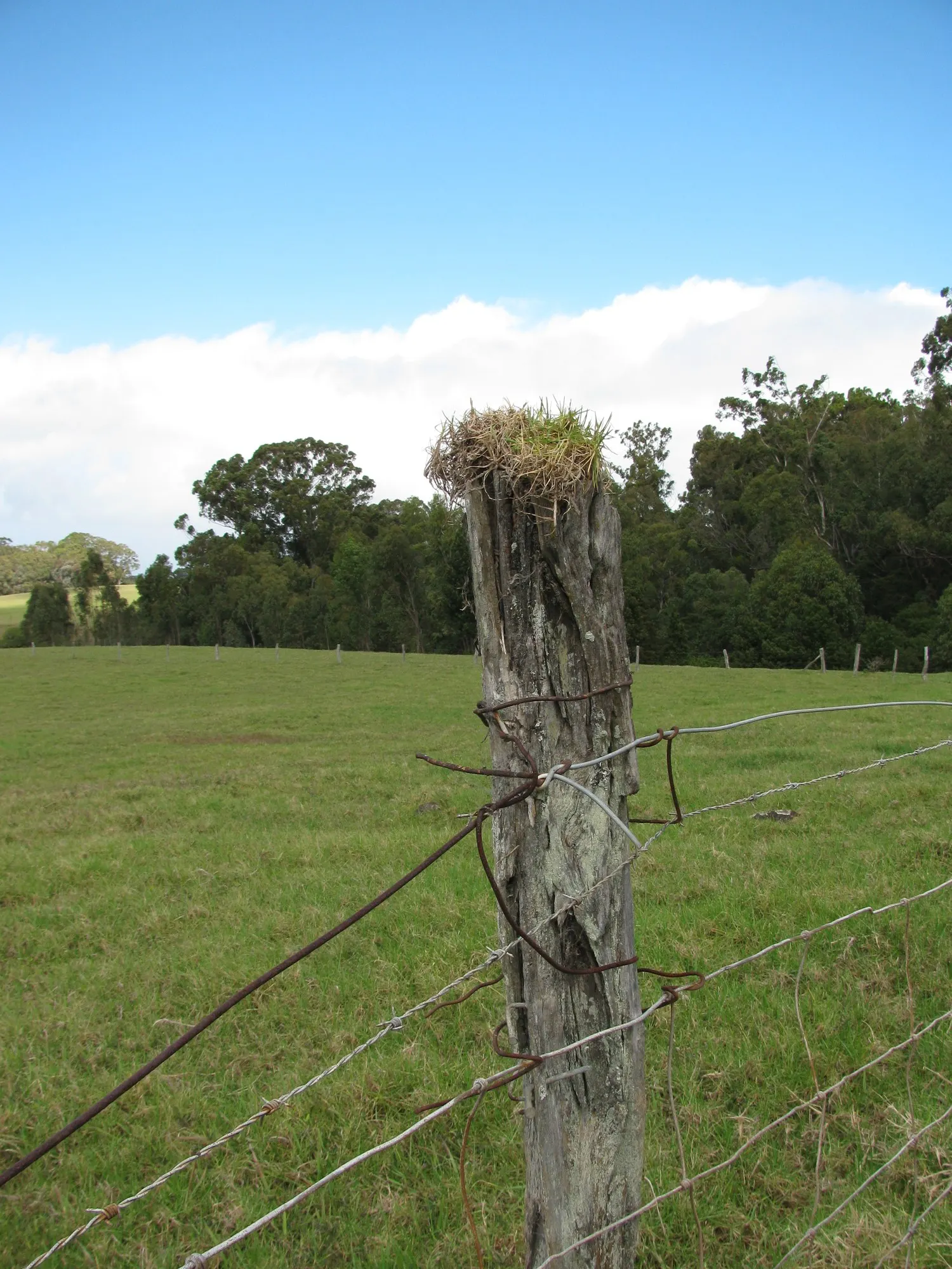 Kikuyu Grass (Cenchrus clandestinus) — creating a thick mat that can reach heights of 4 to 6 inches if left untrimmed.<br><br>In landscape design; to maintain