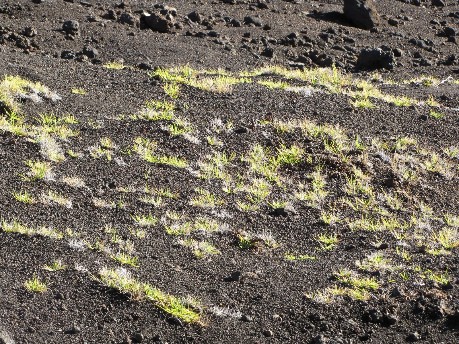 Kikuyu Grass (Cenchrus clandestinus) — to maintain its vigor and lush appearance.<br><br>Choosing Kikuyu for your landscape guarantees a resilient