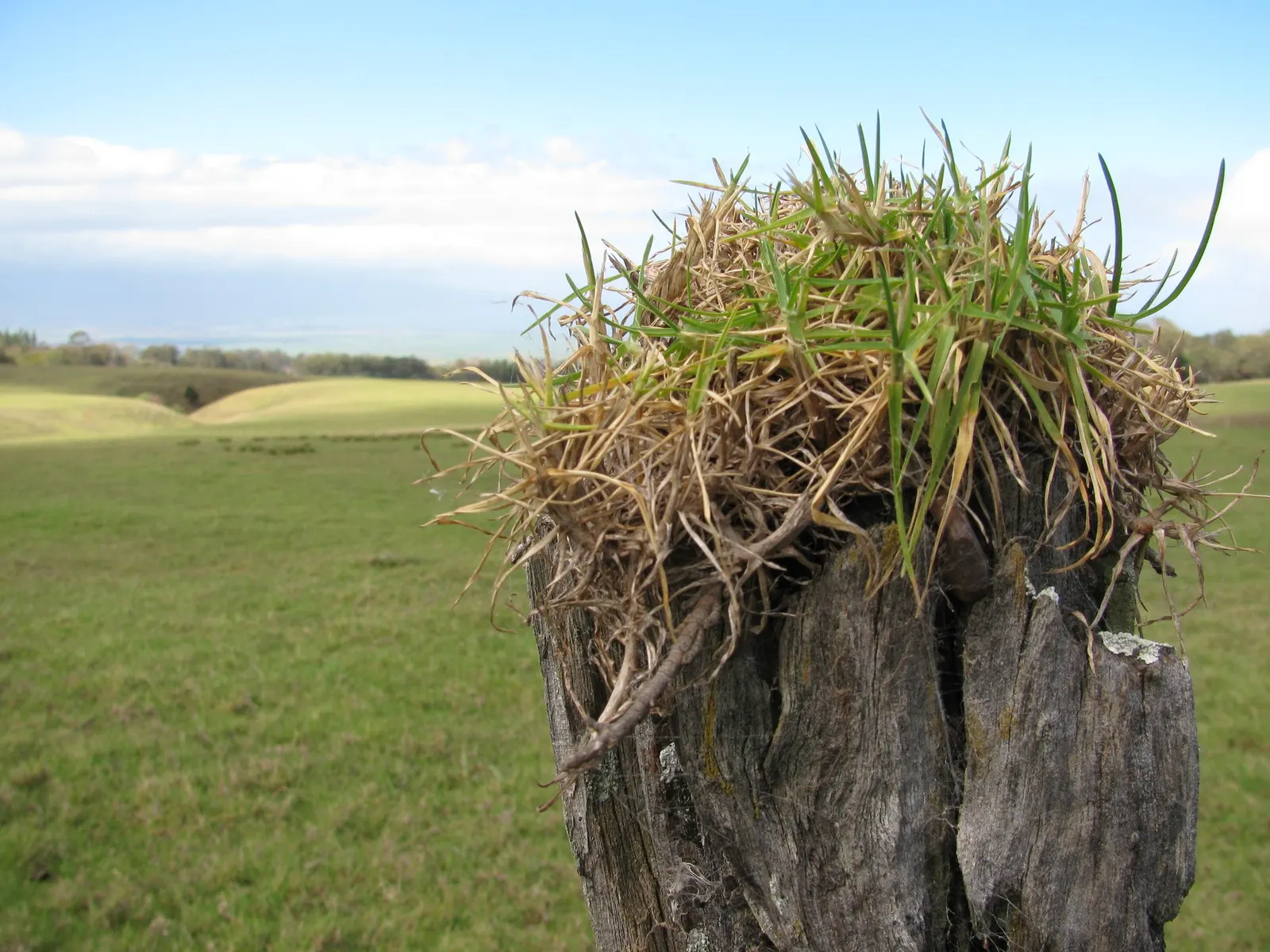 Kikuyu Grass (Cenchrus clandestinus) — or Pennisetum clandestinum; this species is cold-sensitive and thrives best in hardiness zones 10 through 11