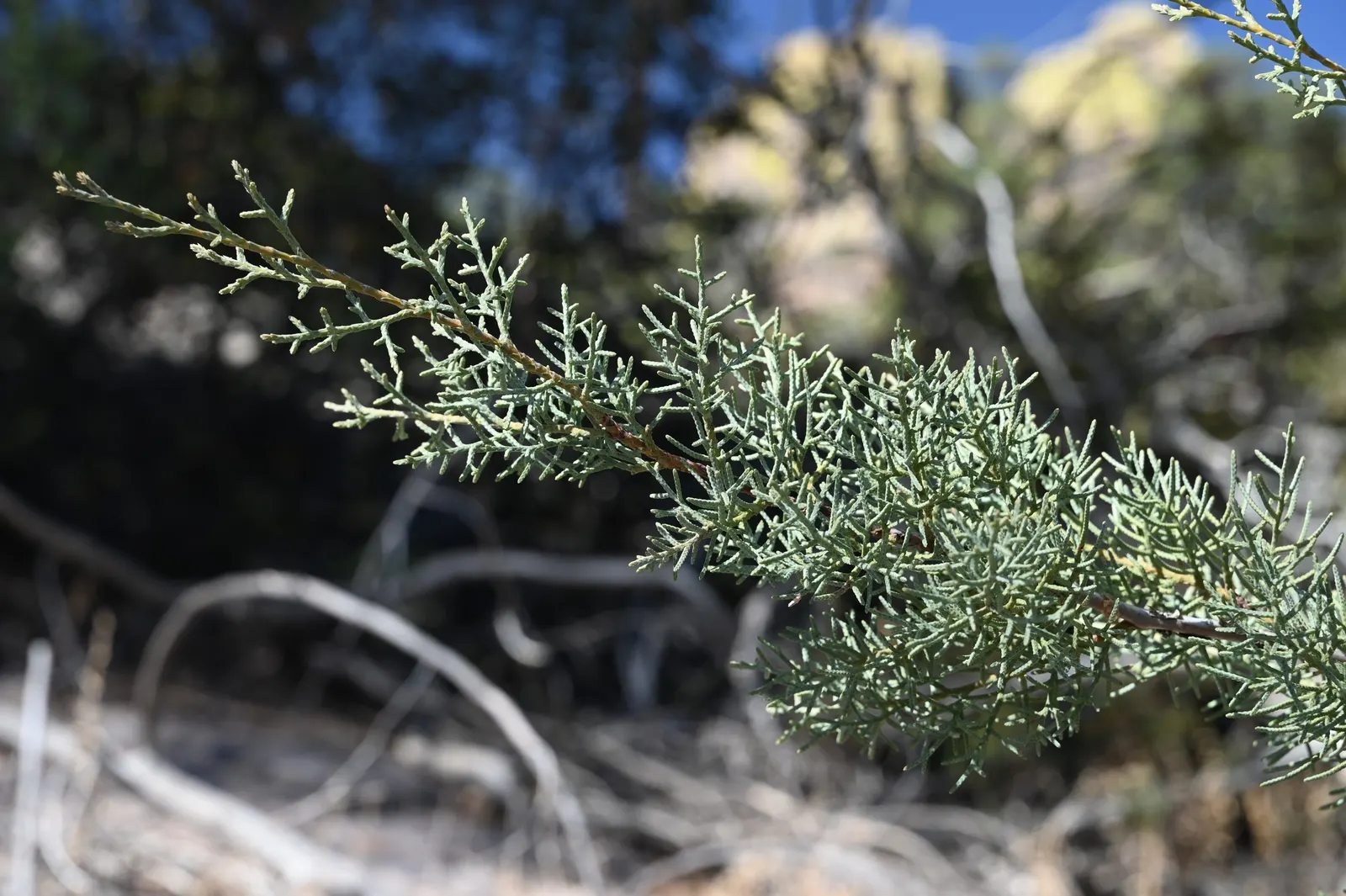 Arizona Cypress (Cupressus Arizonica) — and during late fall to winter; pests such as cypress bark beetles can be an issue but are manageable with proper