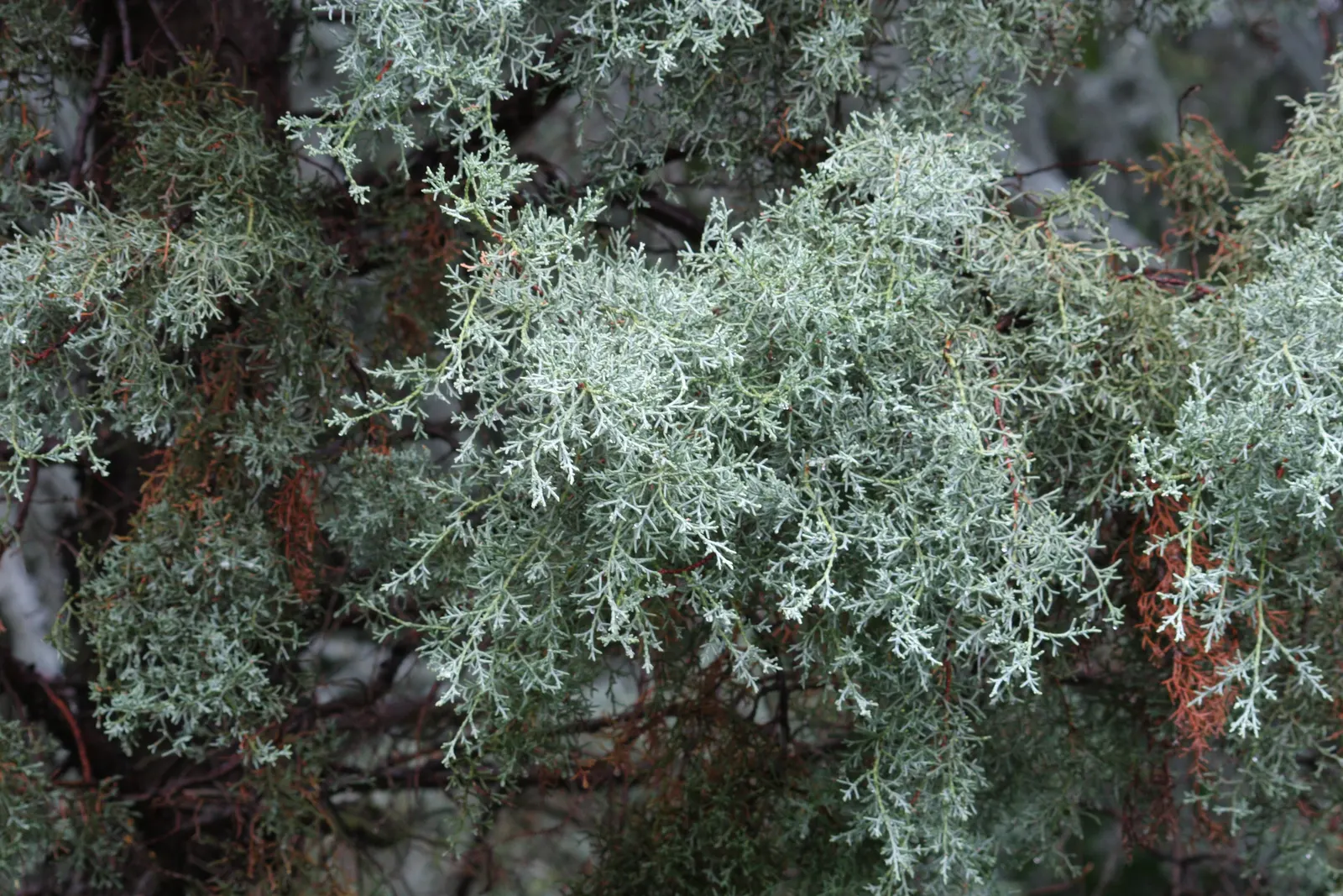 Arizona Cypress (Cupressus Arizonica) — creates a striking contrast to the typical green landscape, image 26