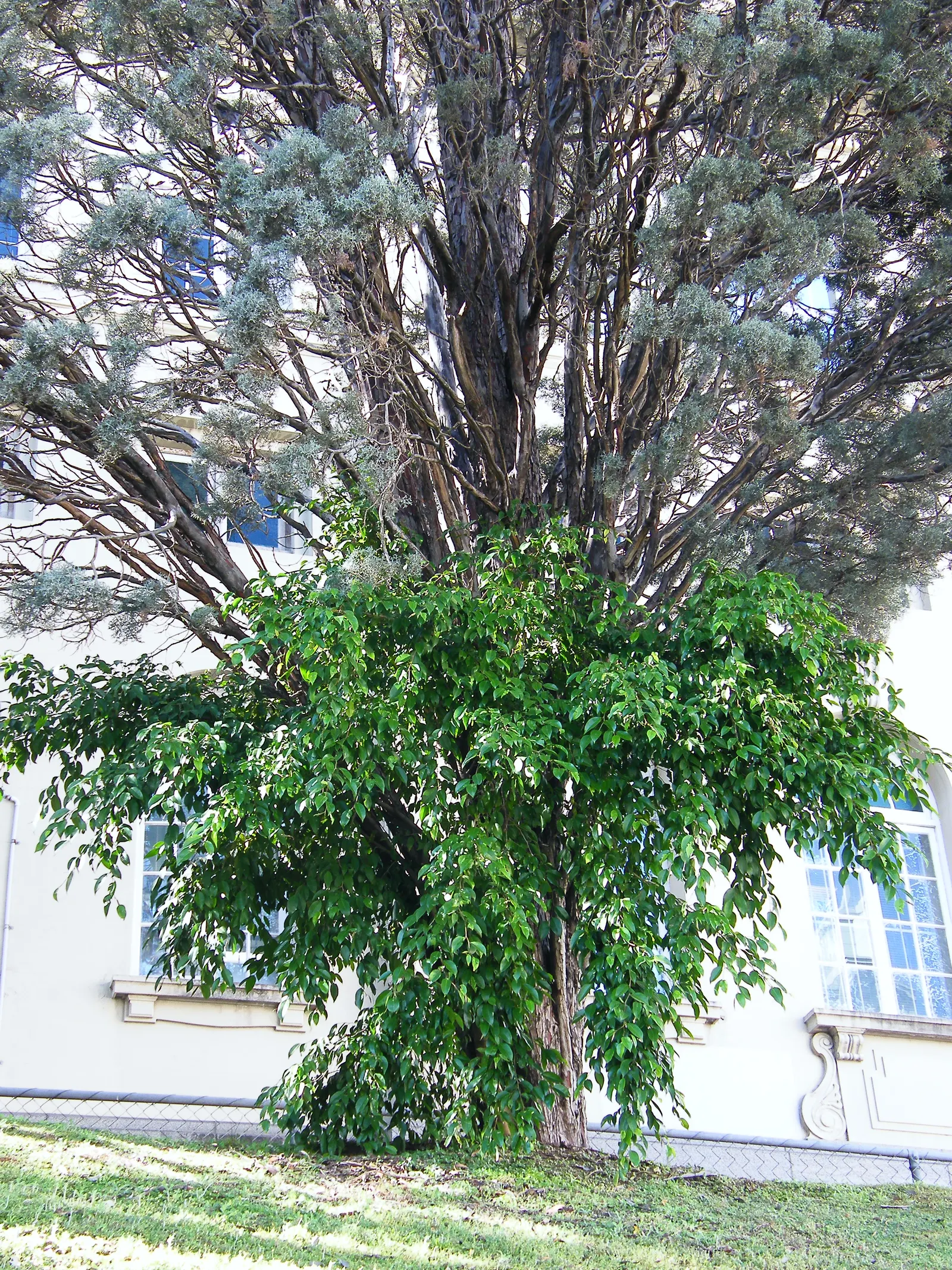 Arizona Cypress (Cupressus Arizonica) — and it is well-suited for xeriscaping due to its remarkable drought tolerance.<br><br>Robust in nature
