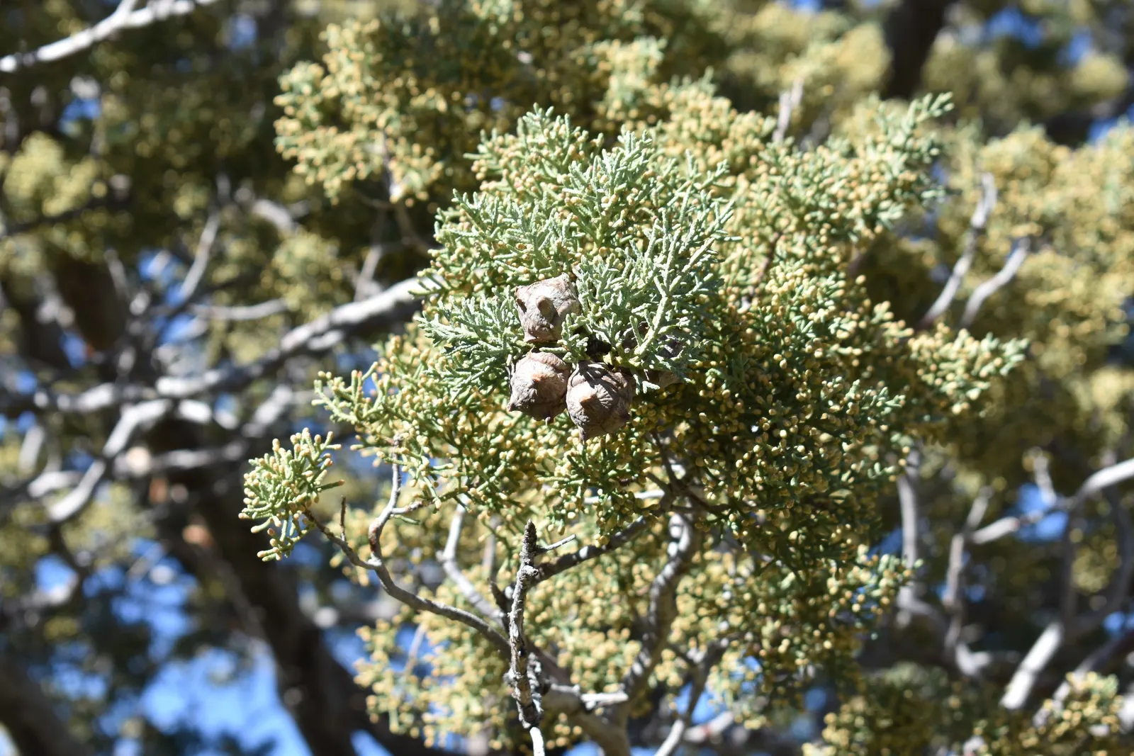Arizona Cypress (Cupressus Arizonica) — Typically reaching heights of 40 to 50 feet with a spread of 20 to 30 feet at maturity