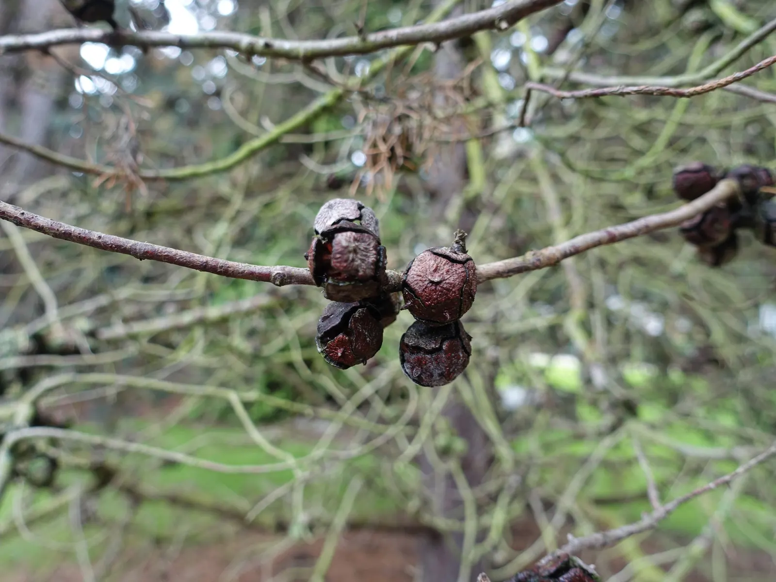 Arizona Cypress (Cupressus Arizonica) — Its blue-green foliage and reddish-bark provide year-round visual interest; the Arizona Cypress (Cupressus arizonica)