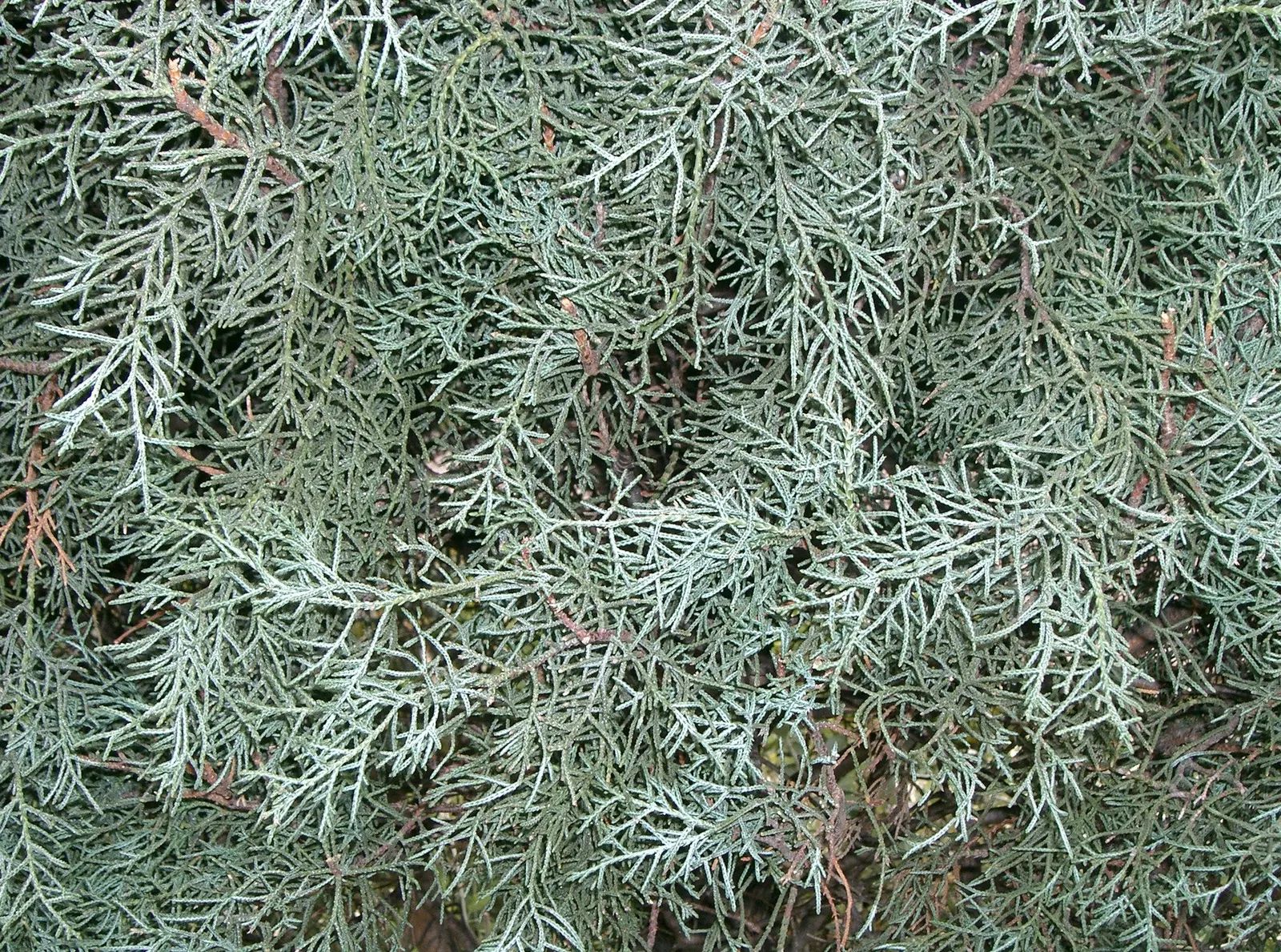 Arizona Cypress (Cupressus Arizonica) — reaching up to 40-50 feet in height; round cones maturing from green to woody brown