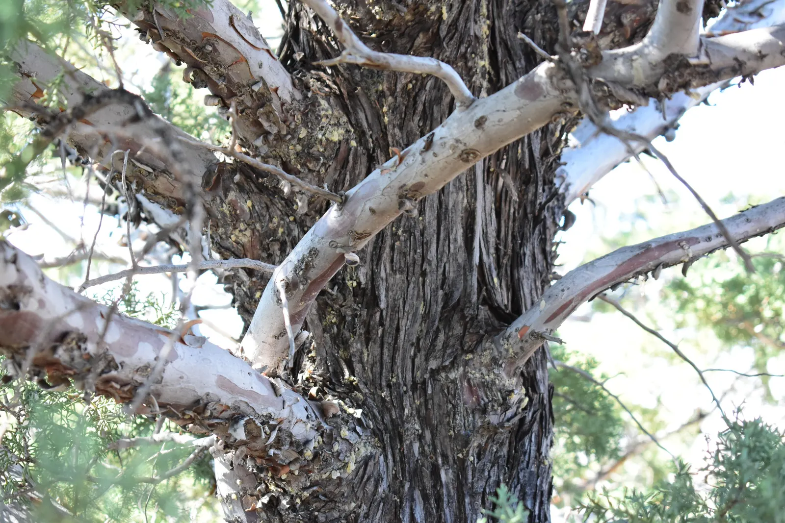 Arizona Cypress (Cupressus Arizonica) — Thriving in USDA zones 7-9, it prefers full sun and well-drained soils
