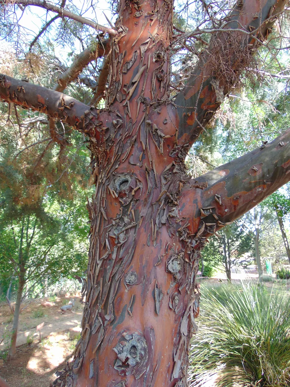 Arizona Cypress (Cupressus Arizonica) — With its compact size of 15-30 feet in width