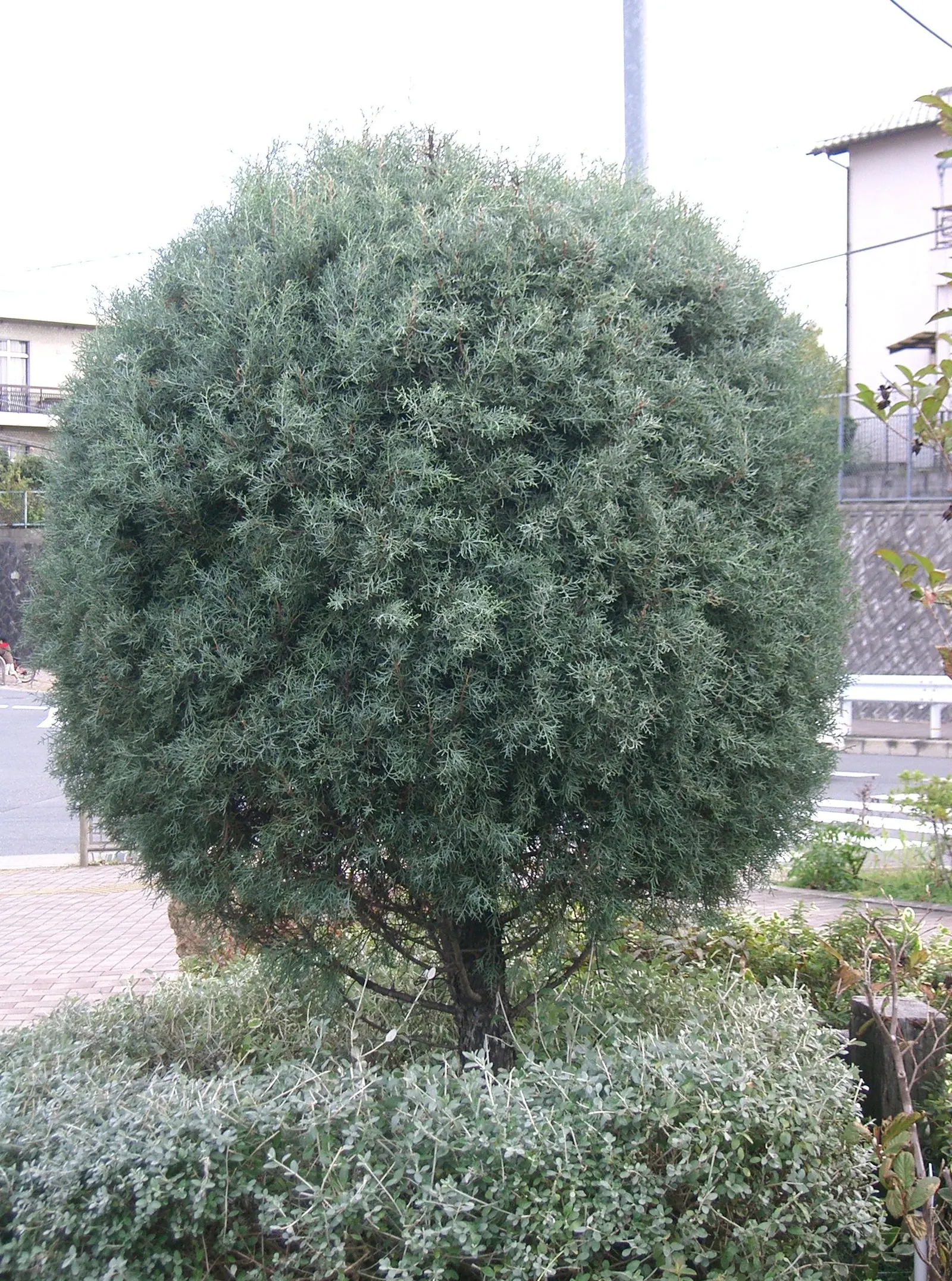 Arizona Cypress (Cupressus Arizonica) — reaching up to 40-50 feet in height