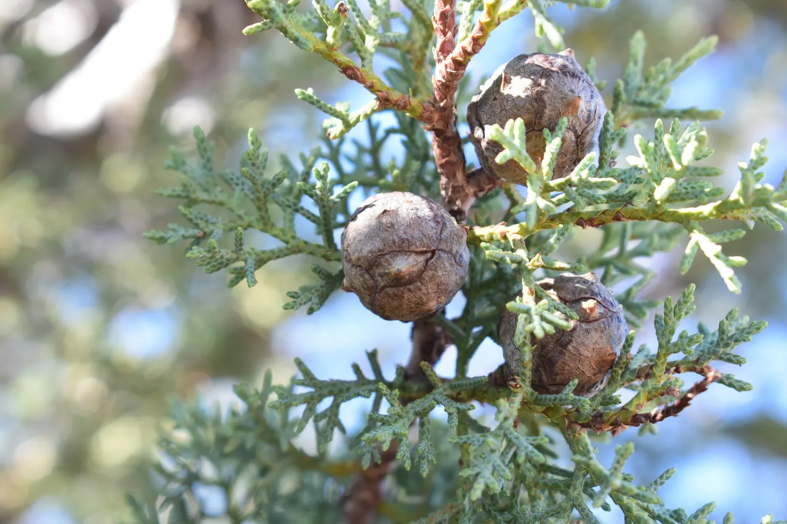 Arizona Cypress (Cupressus Arizonica) — creates a striking contrast to the typical green landscape