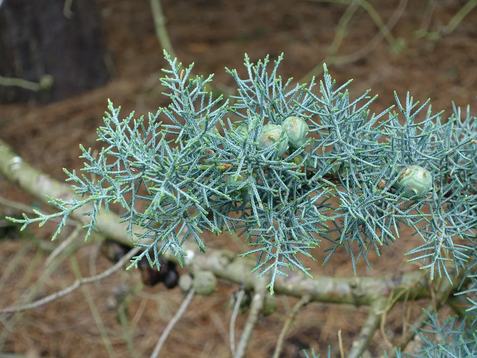 Arizona Cypress (Cupressus Arizonica) — The Arizona Cypress (Cupressus arizonica) is a drought-tolerant conifer with a pyramidal growth habit; thriving in USDA