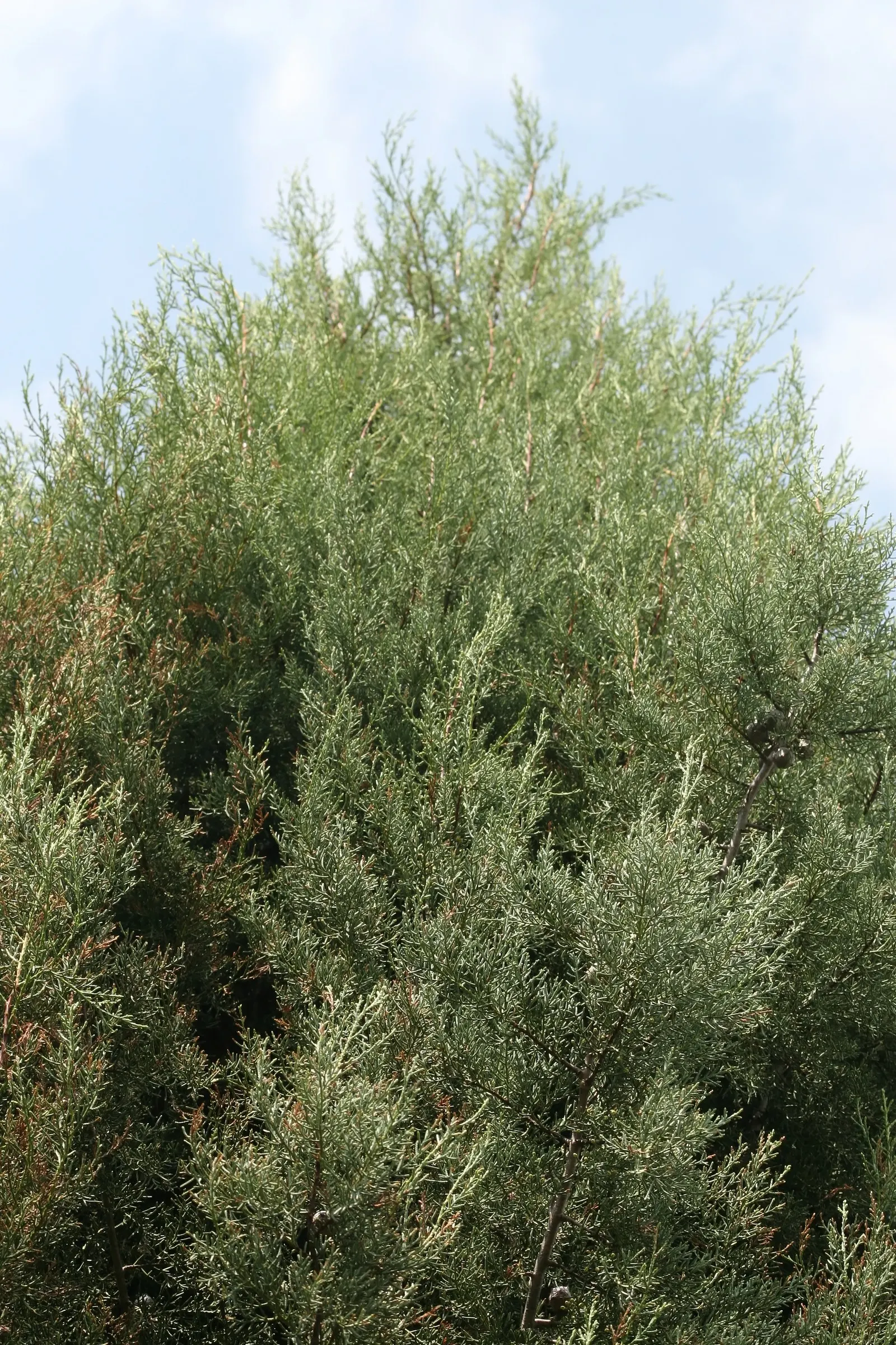 Arizona Cypress (Cupressus Arizonica) — Pests such as cypress bark beetles can be an issue but are manageable with proper care.<br><br>For the client