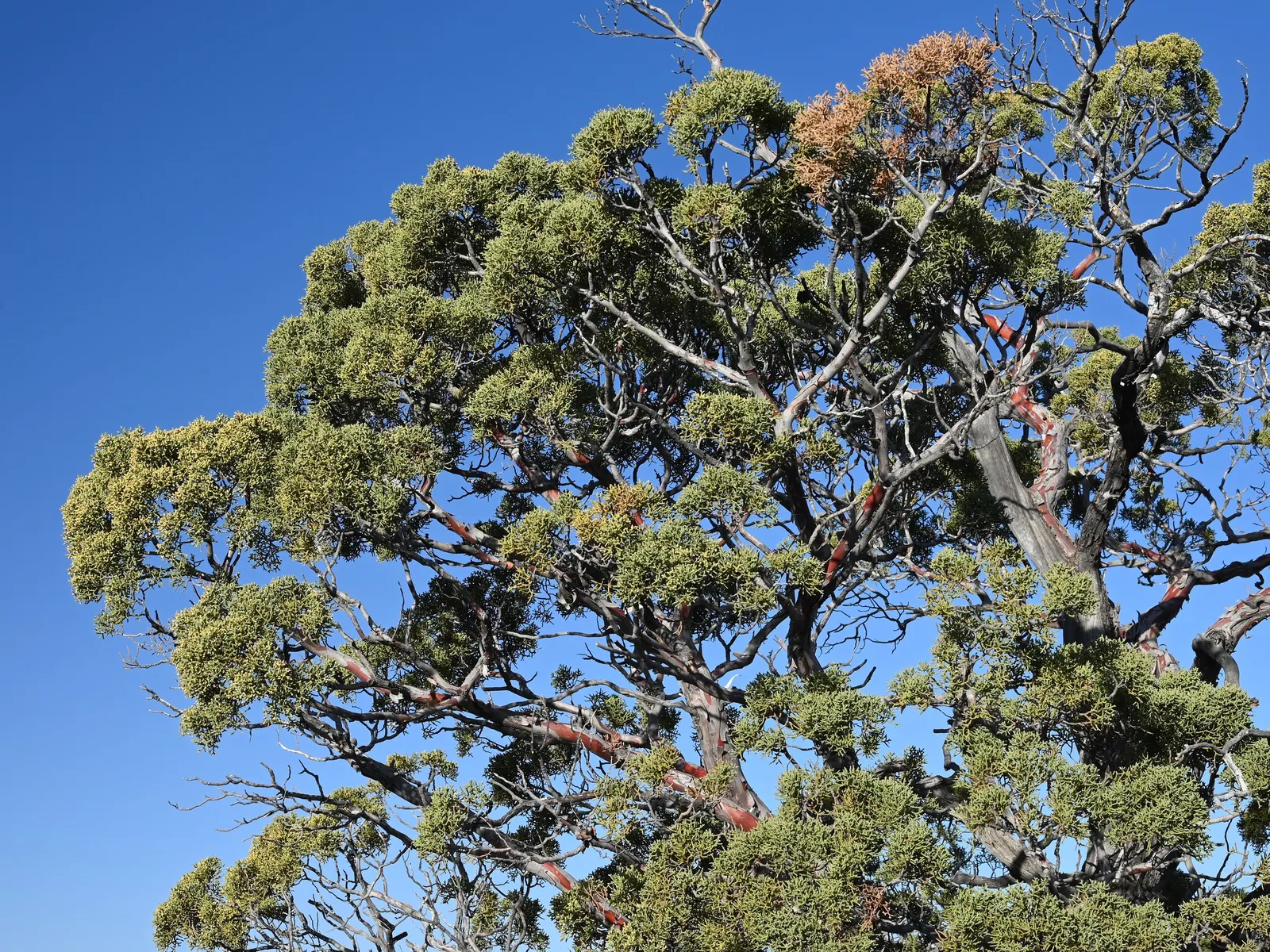 Arizona Cypress (Cupressus Arizonica) — Typically reaching heights of 40 to 50 feet with a spread of 20 to 30 feet at maturity; reaching up to 40-50 feet in