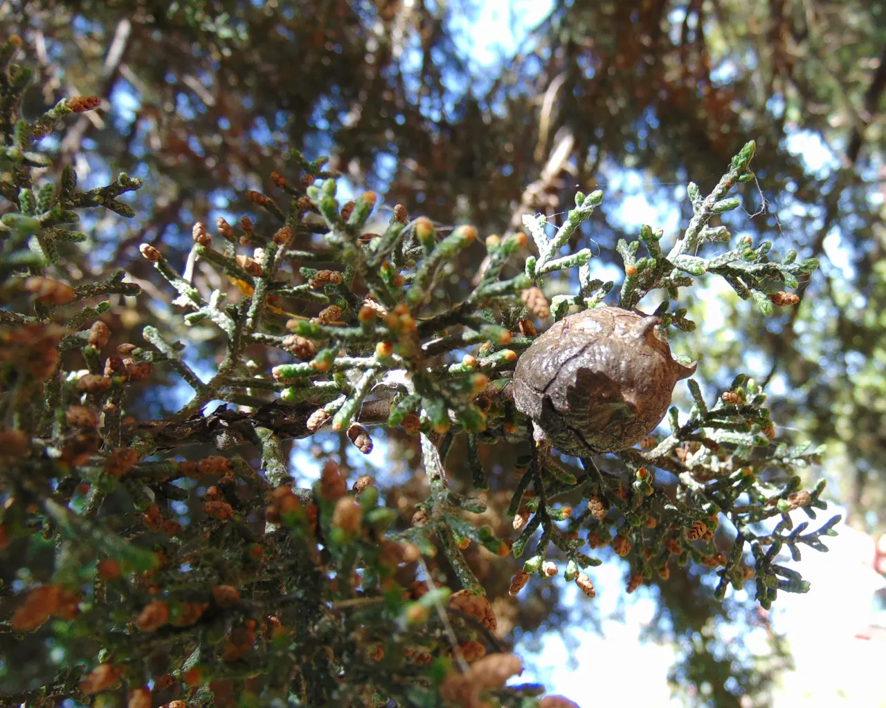 Arizona Cypress (Cupressus Arizonica) — tree for full