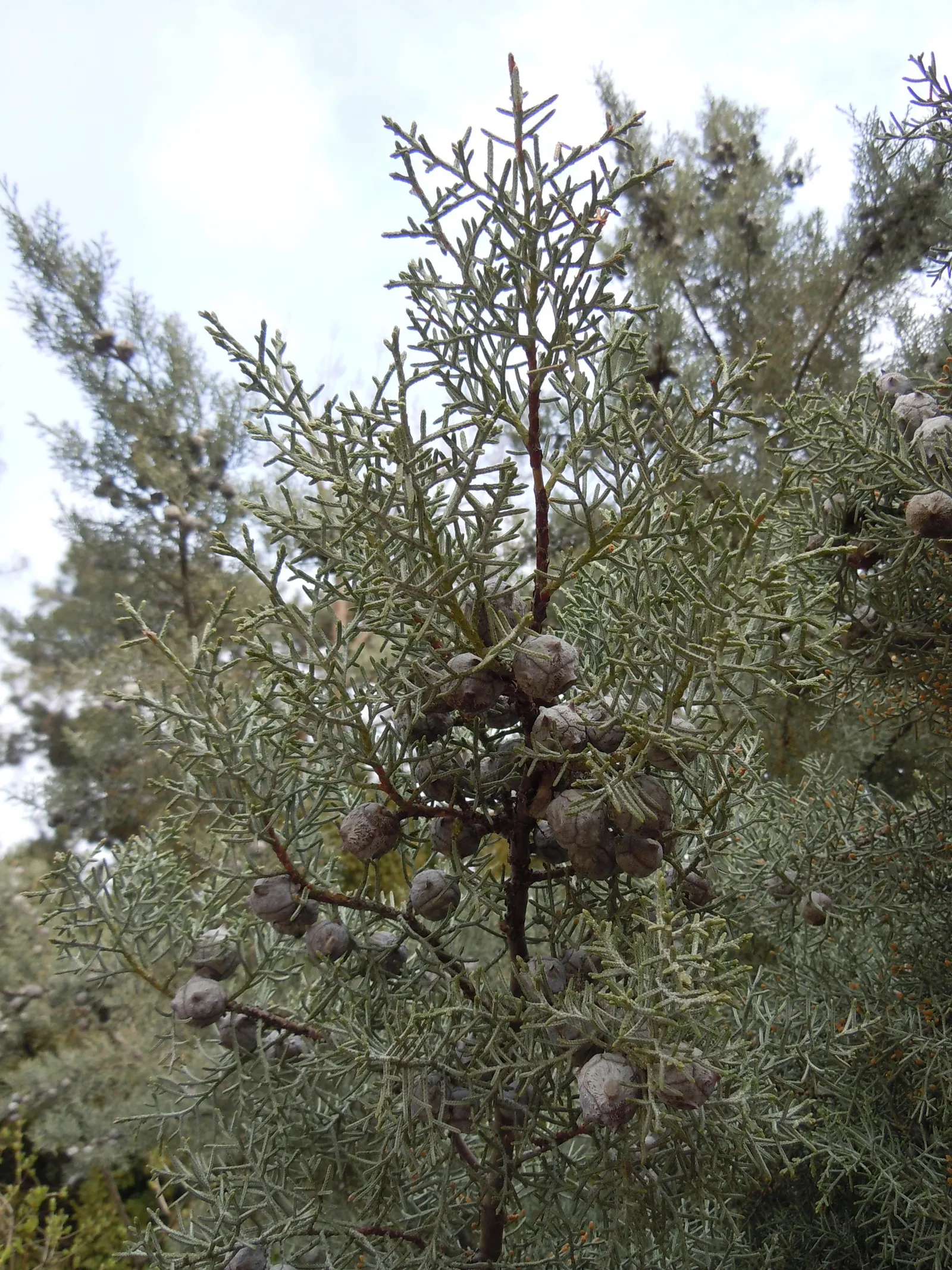 Arizona Cypress (Cupressus Arizonica) — The Arizona Cypress (Cupressus arizonica) is a drought-tolerant conifer with a pyramidal growth habit