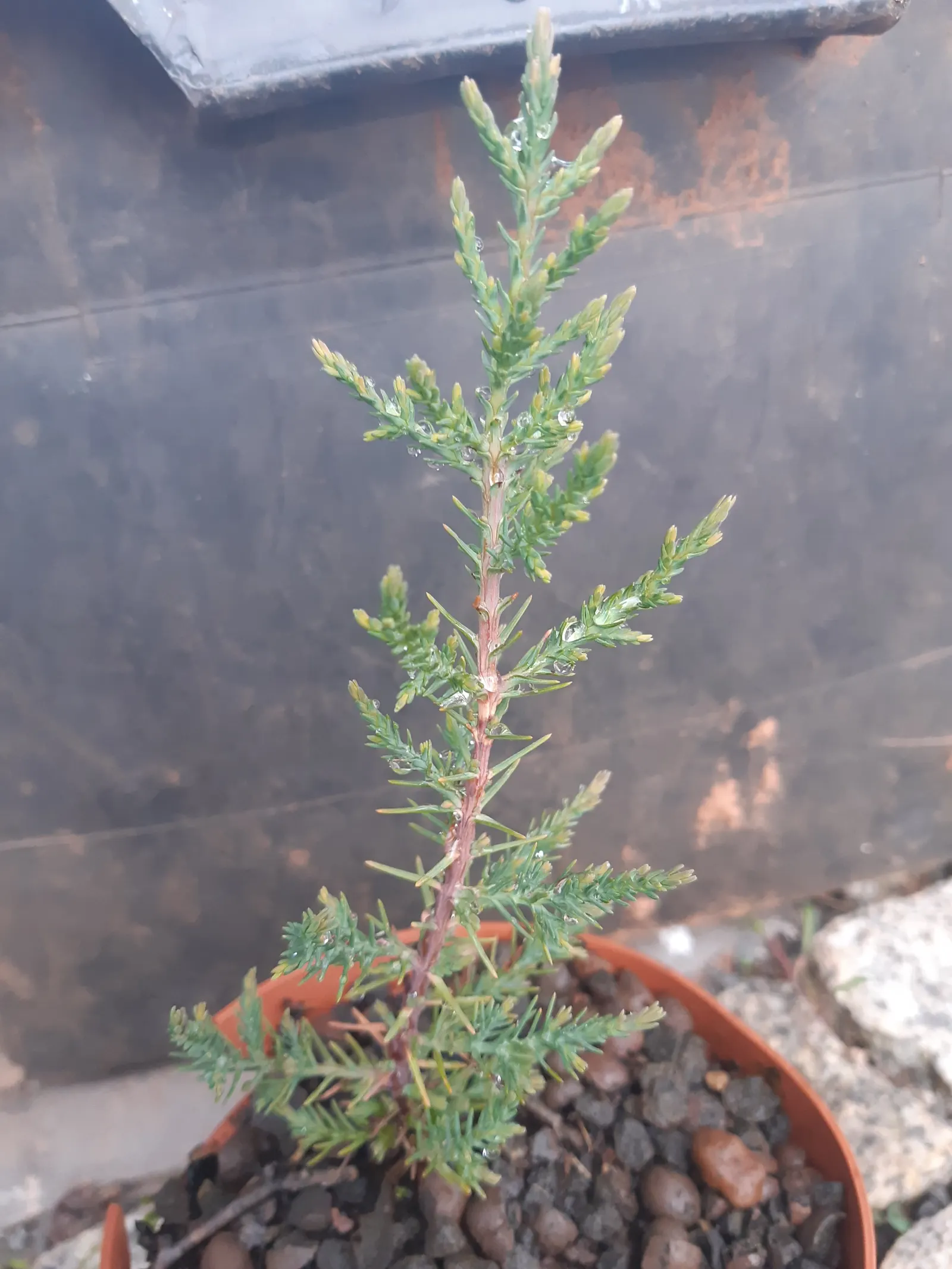 Arizona Cypress (Cupressus Arizonica) — With its compact size of 15-30 feet in width; the Arizona Cypress prefers full sun exposure and well-drained soils