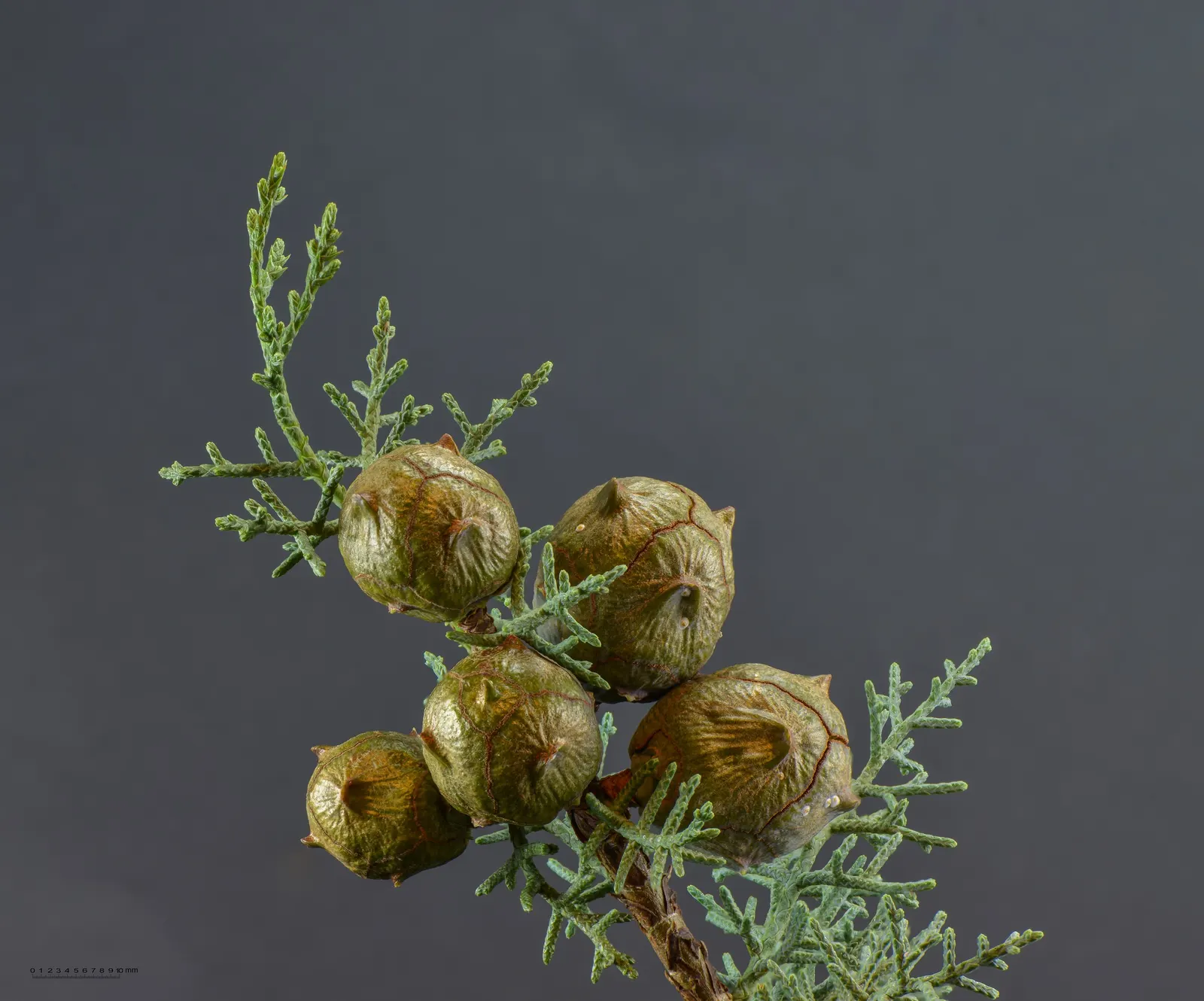 Arizona Cypress (Cupressus Arizonica) — and during late fall to winter