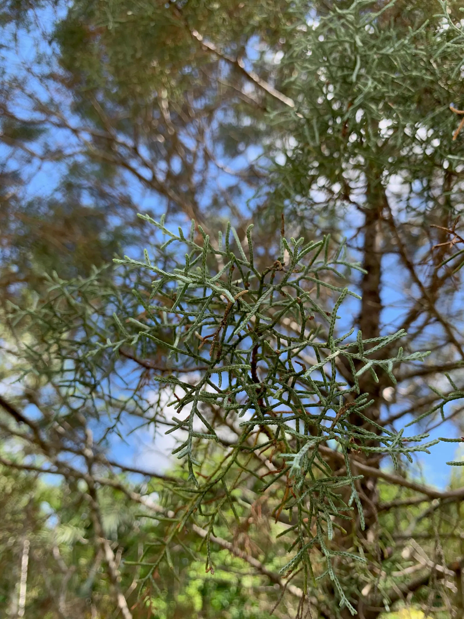 Arizona Cypress (Cupressus Arizonica) — round cones maturing from green to woody brown