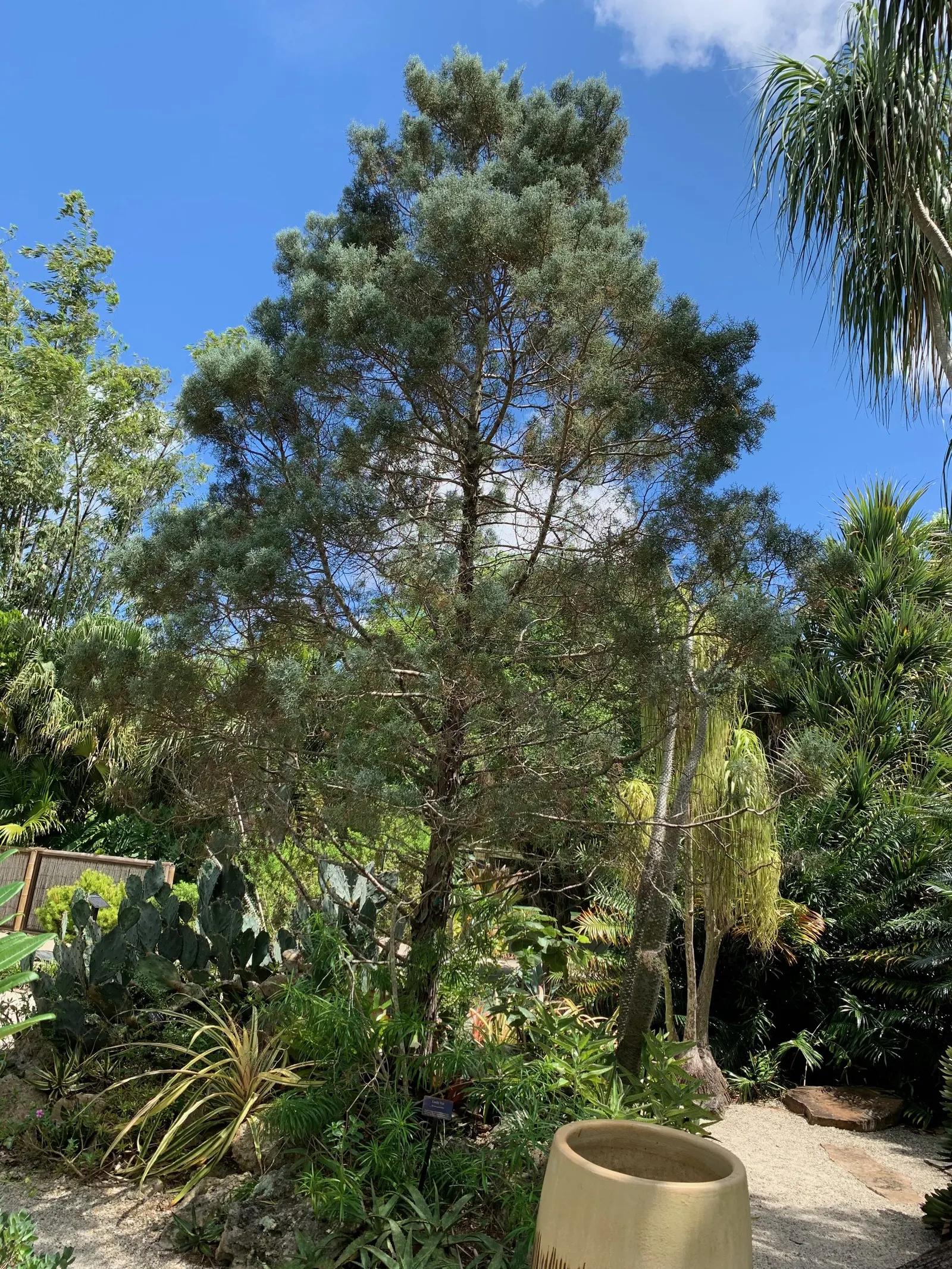 Arizona Cypress (Cupressus Arizonica) — Named after its natural habitat of Arizona