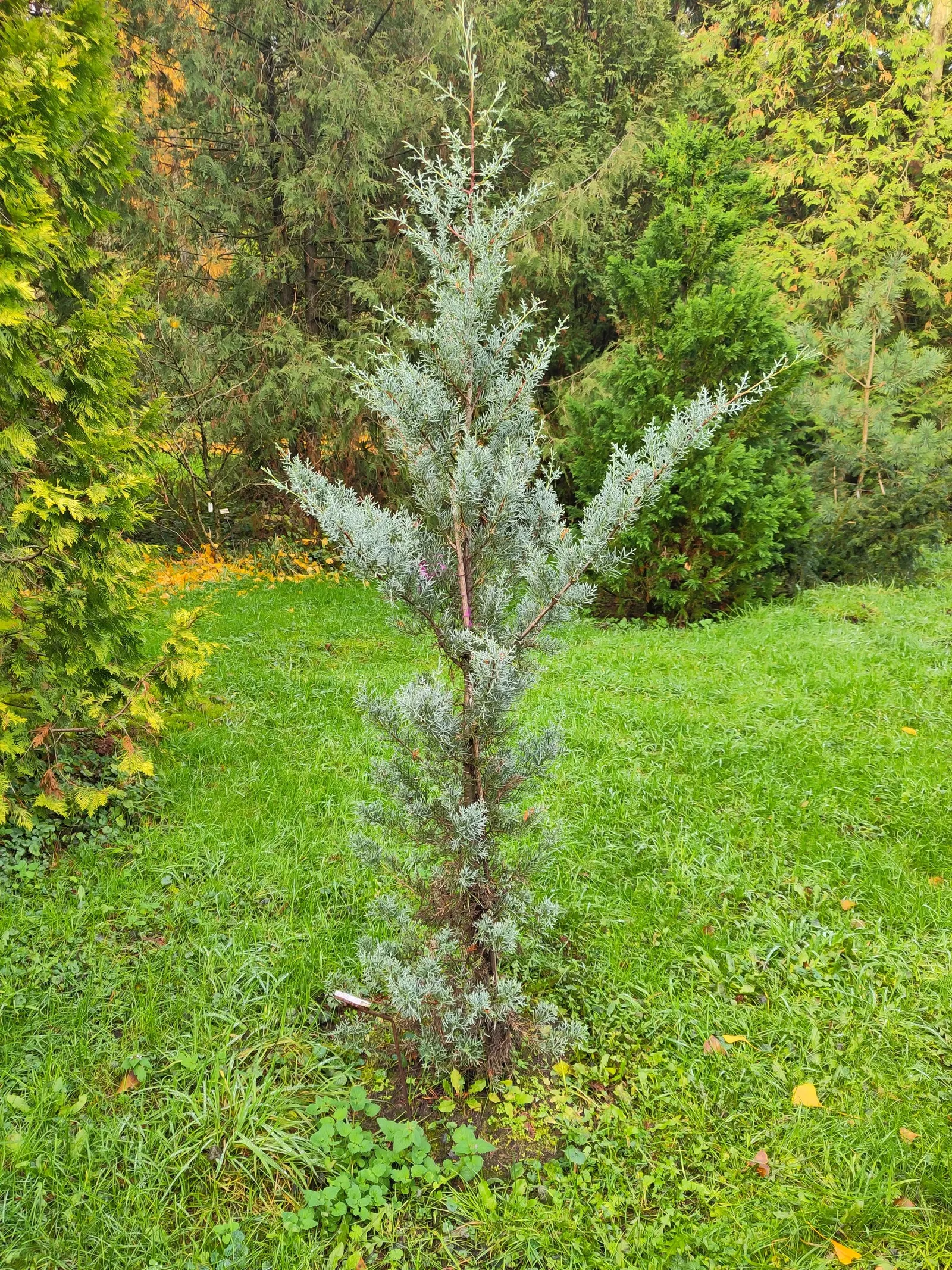 Arizona Cypress (Cupressus Arizonica) — scientifically known as Cupressus arizonica