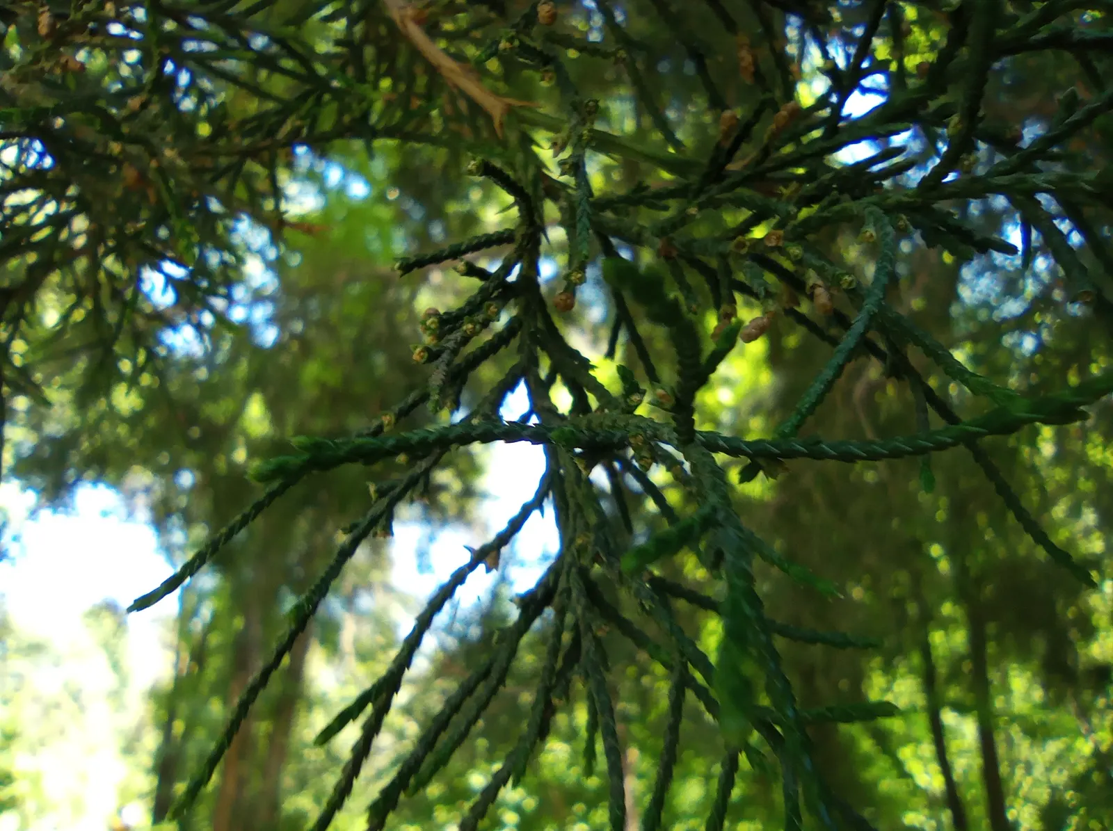 Arizona Cypress (Cupressus Arizonica) — Thriving in USDA zones 7-9, it prefers full sun and well-drained soils; typically reaching heights of 40 to 50 feet